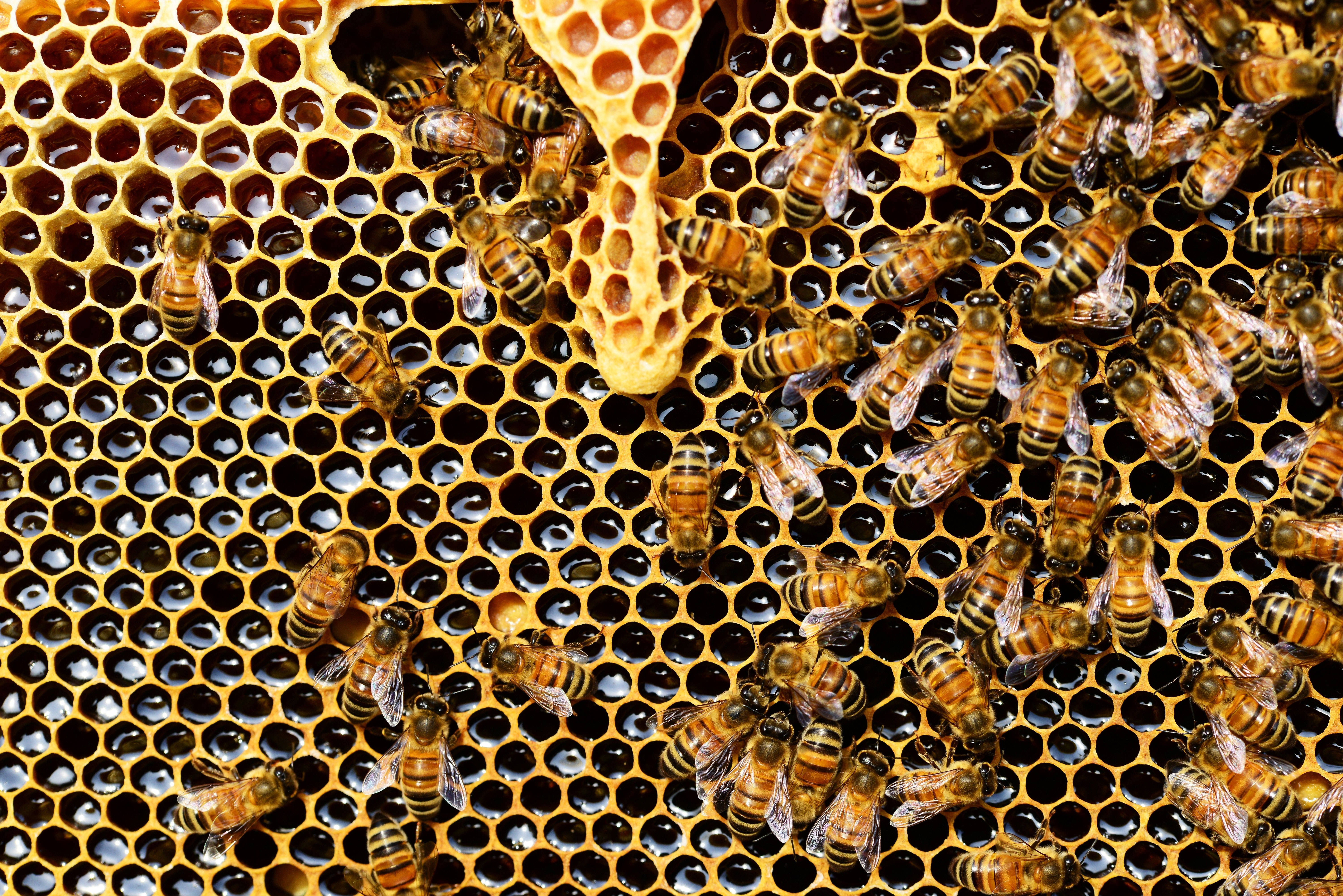 Honeycomb Wax, golden honeycomb, dark amber honey, 5K Desktop Wallpaper