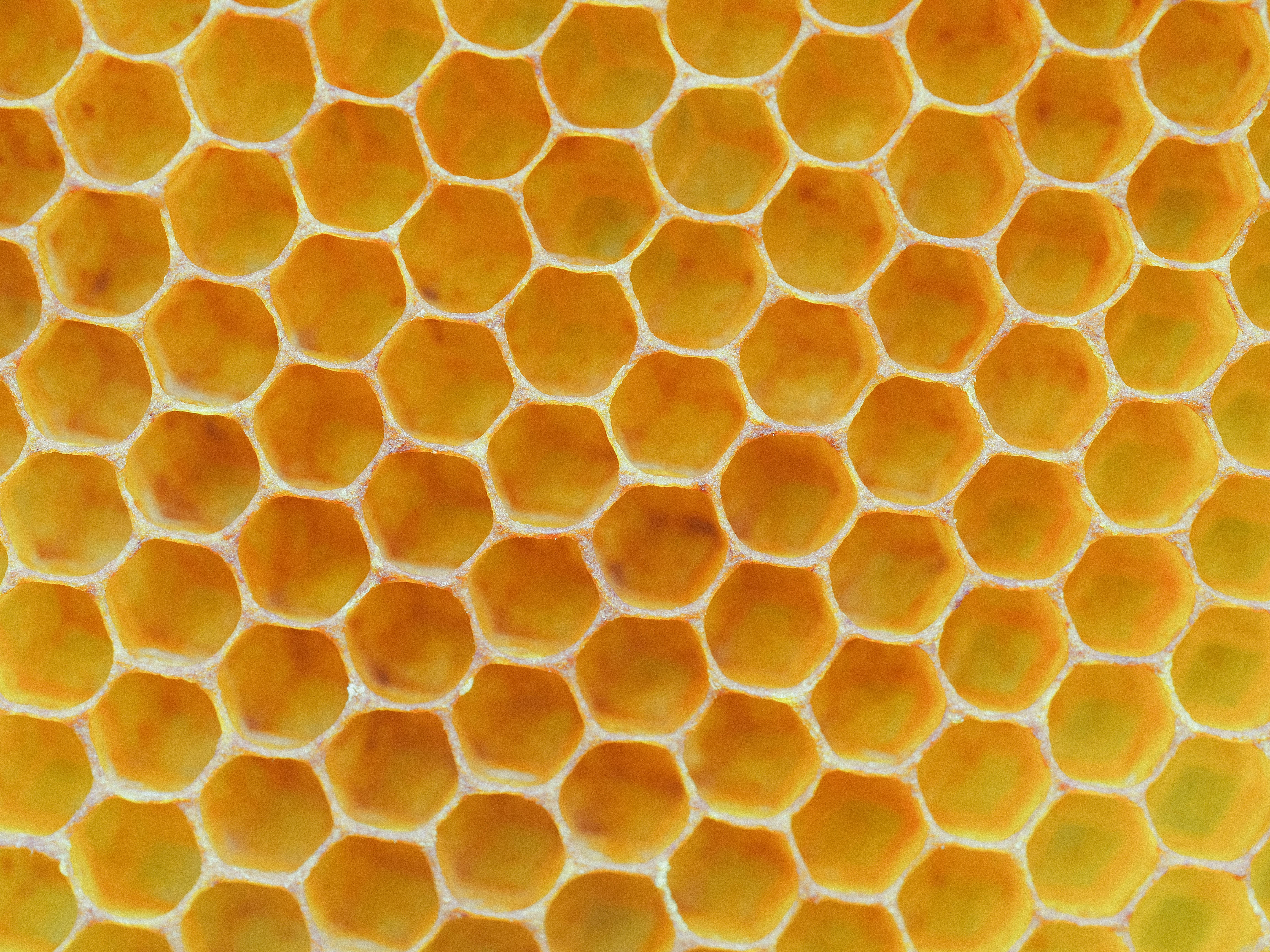 Honeycomb, bright yellow, golden honeycomb cells, 4K Desktop Wallpaper
