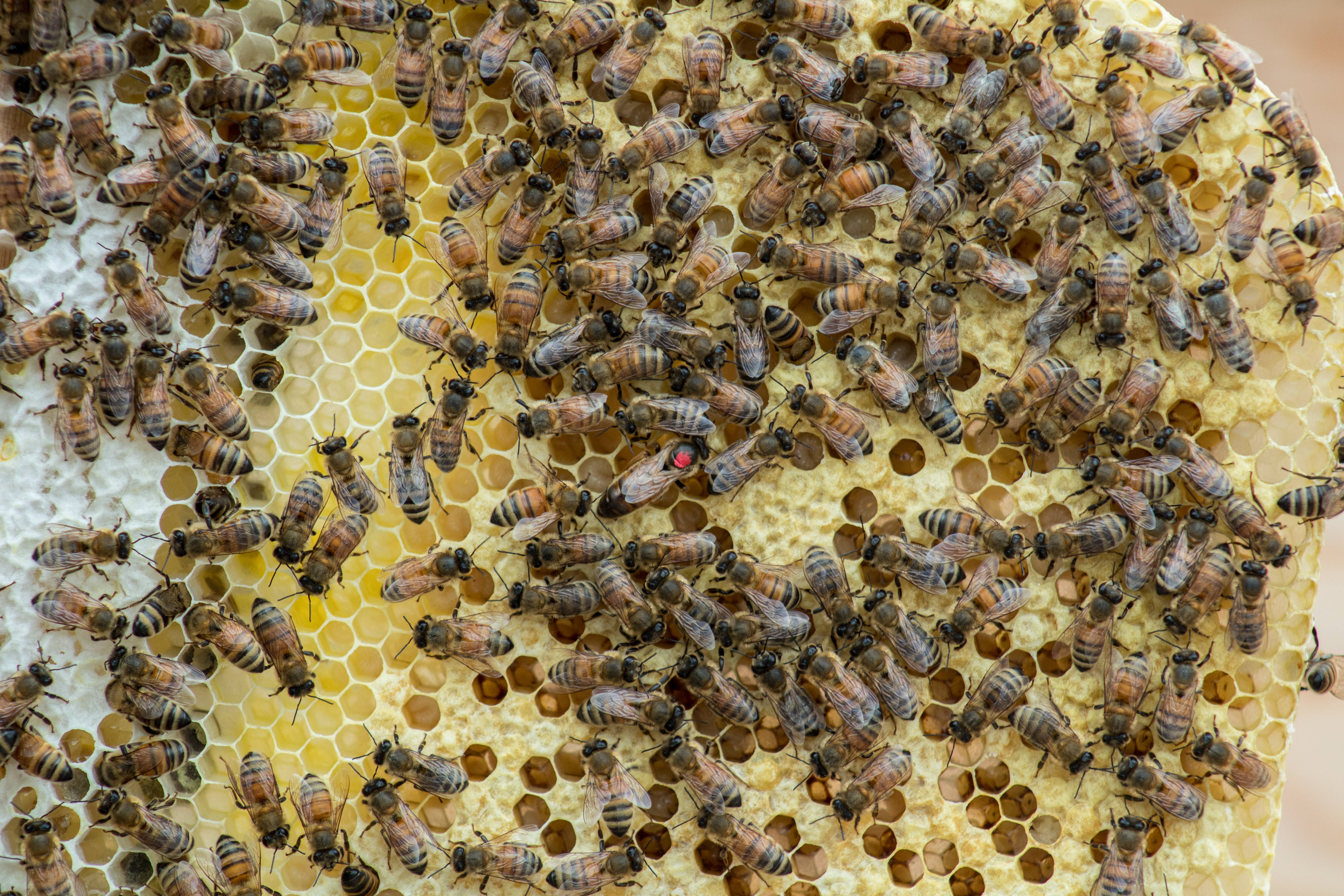 honeycomb, bees, golden honeycomb, 5K Desktop Wallpaper