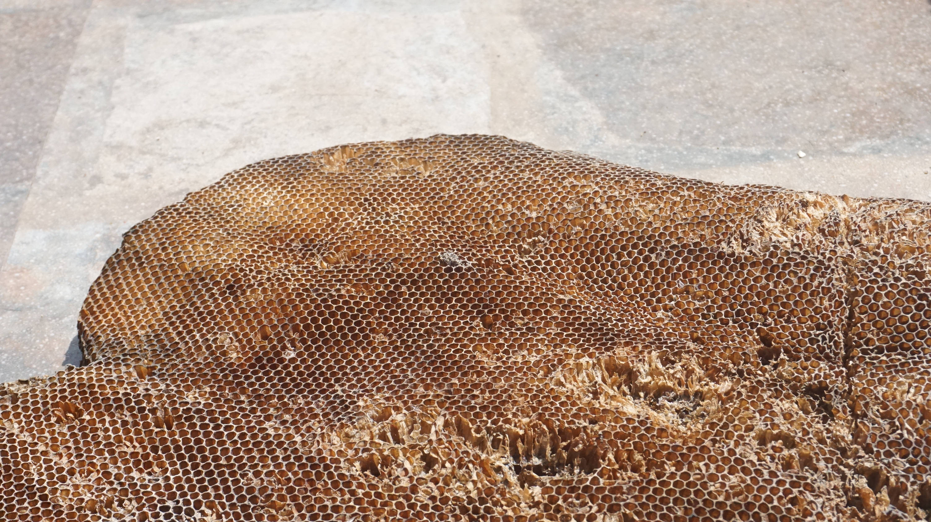 Honeycomb, large chunk, weathered honeycomb, 2K Desktop Wallpaper