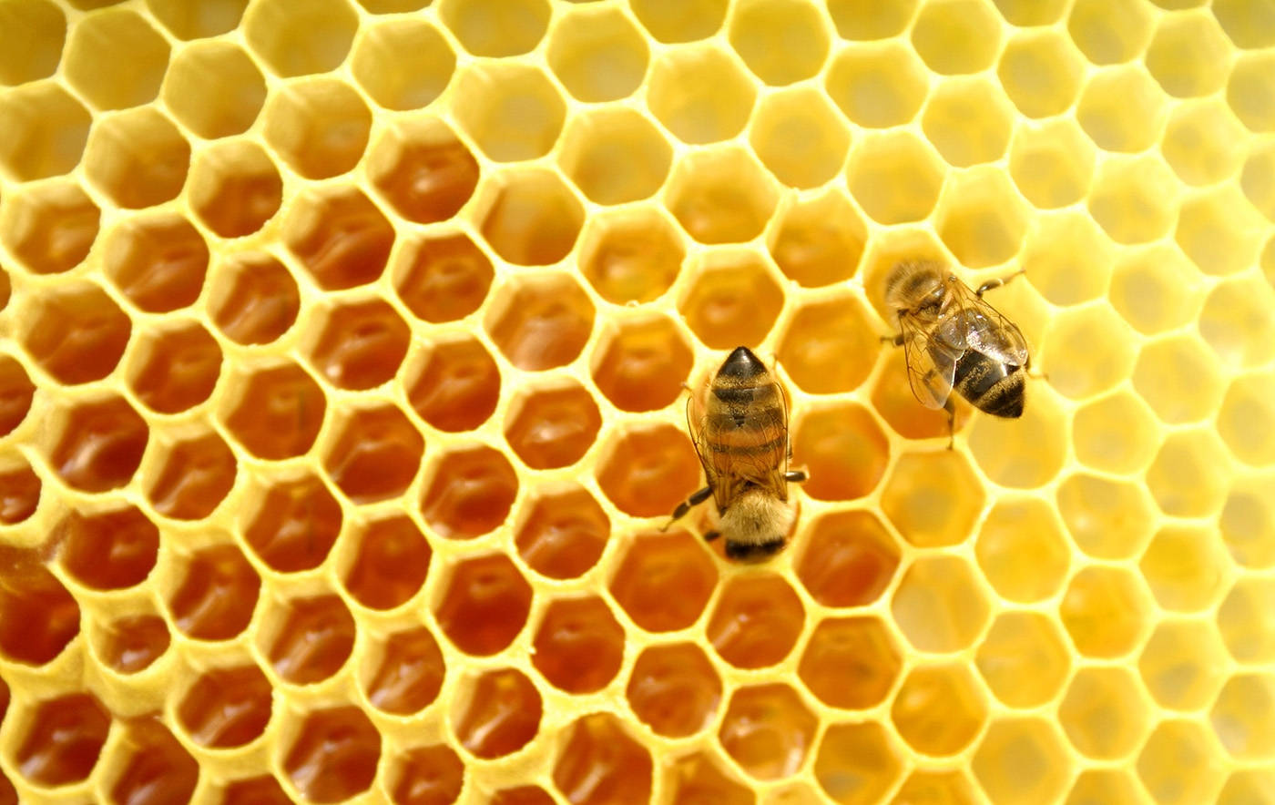 honeycomb, golden honeycomb, amber honey, HD Desktop Wallpaper