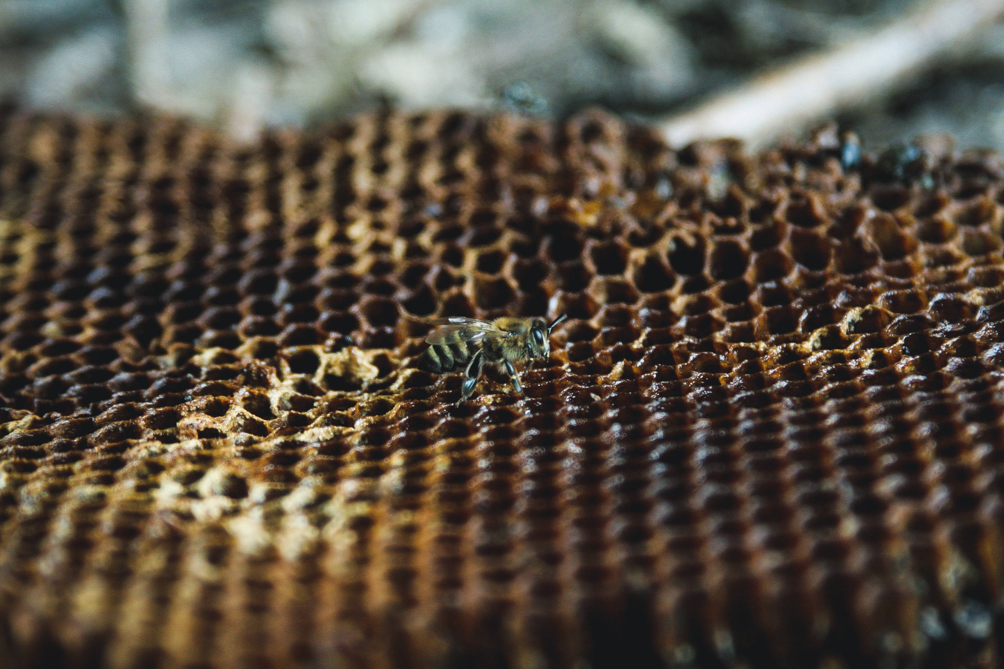 Honeycomb, bee, textured honeycomb, 2K Desktop Wallpaper