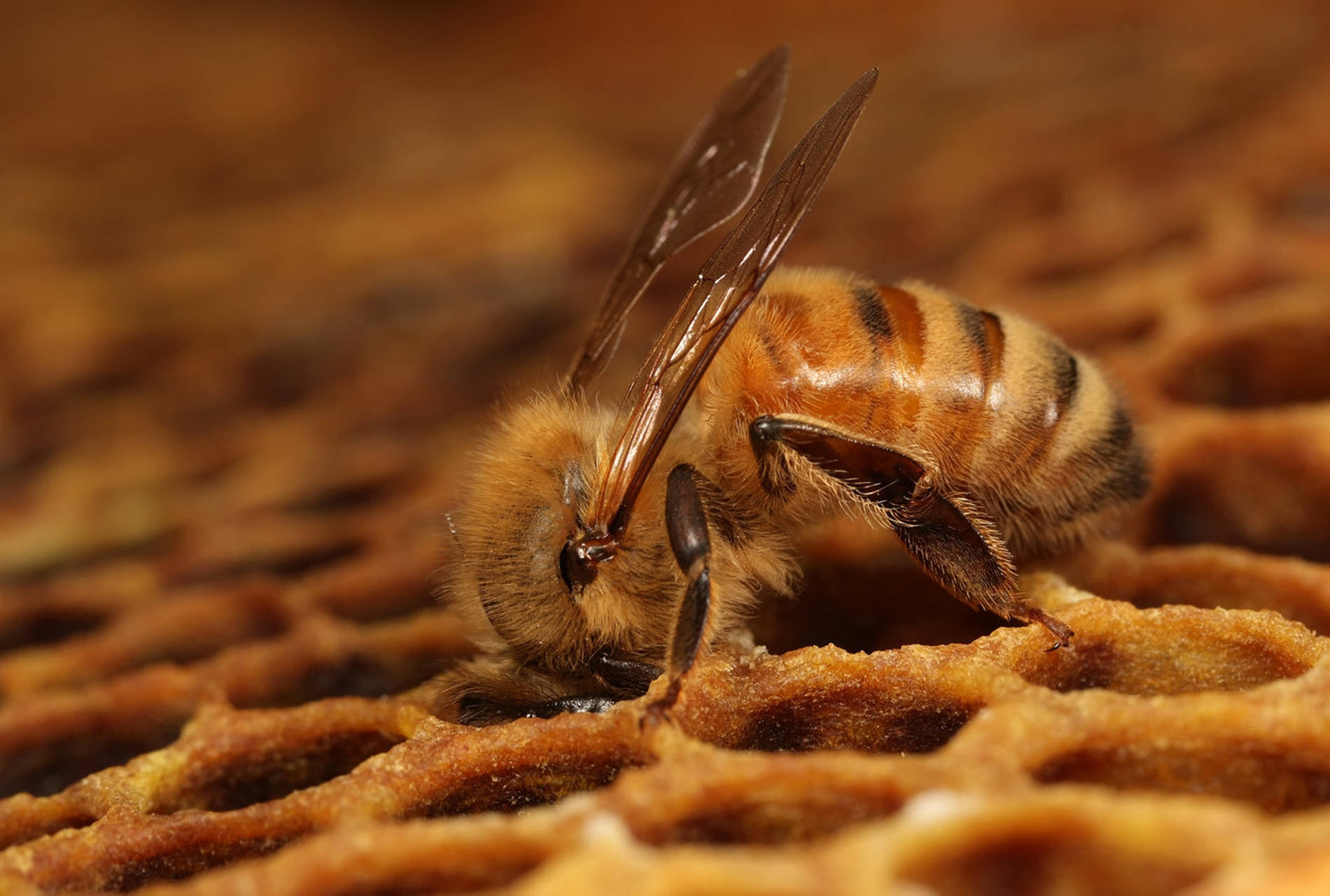 Honeycomb, honeybee, golden honeycomb cell, HD Desktop Wallpaper