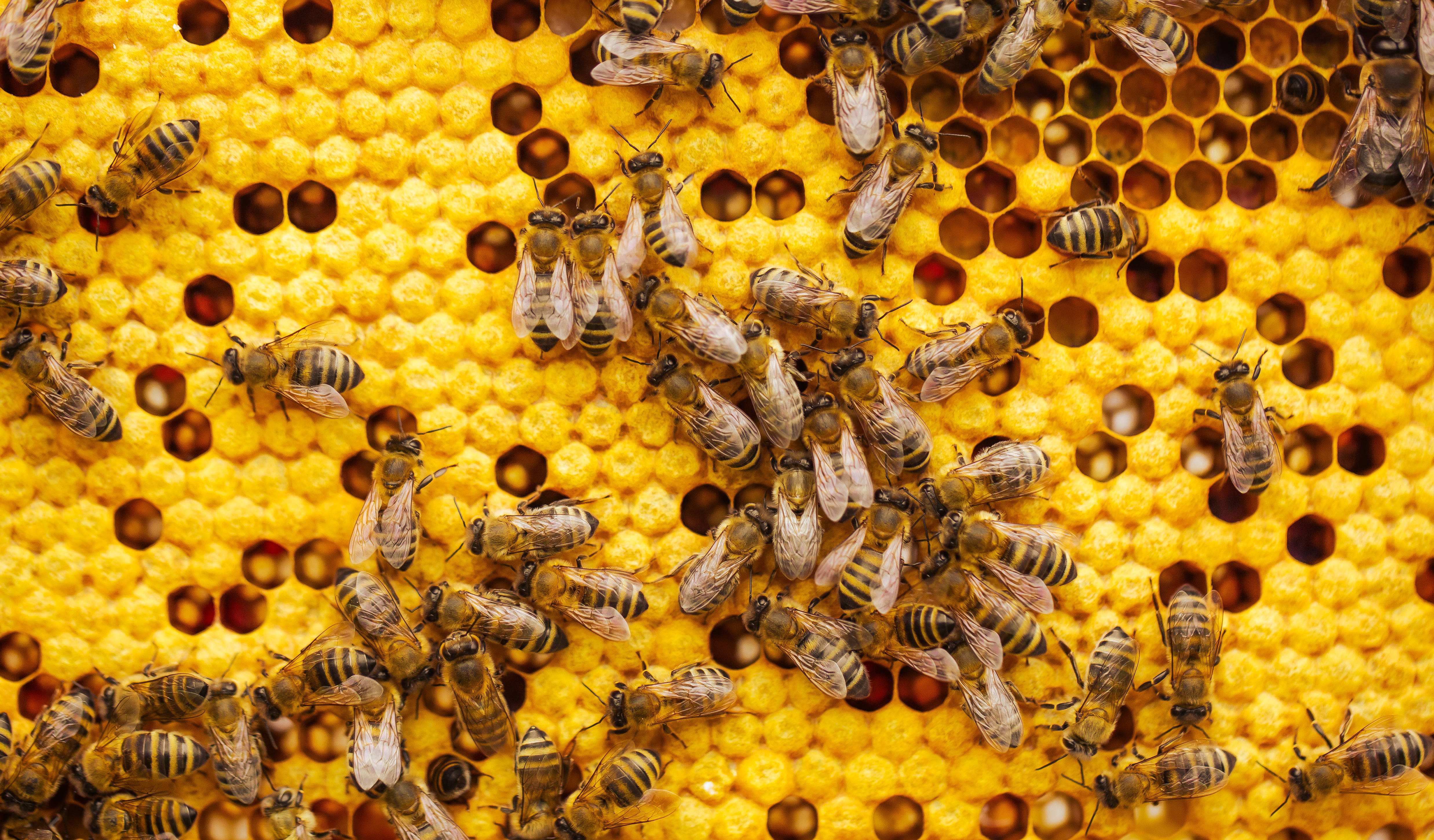 honeycomb, honeybees, vibrant yellow, 4K Desktop Wallpaper