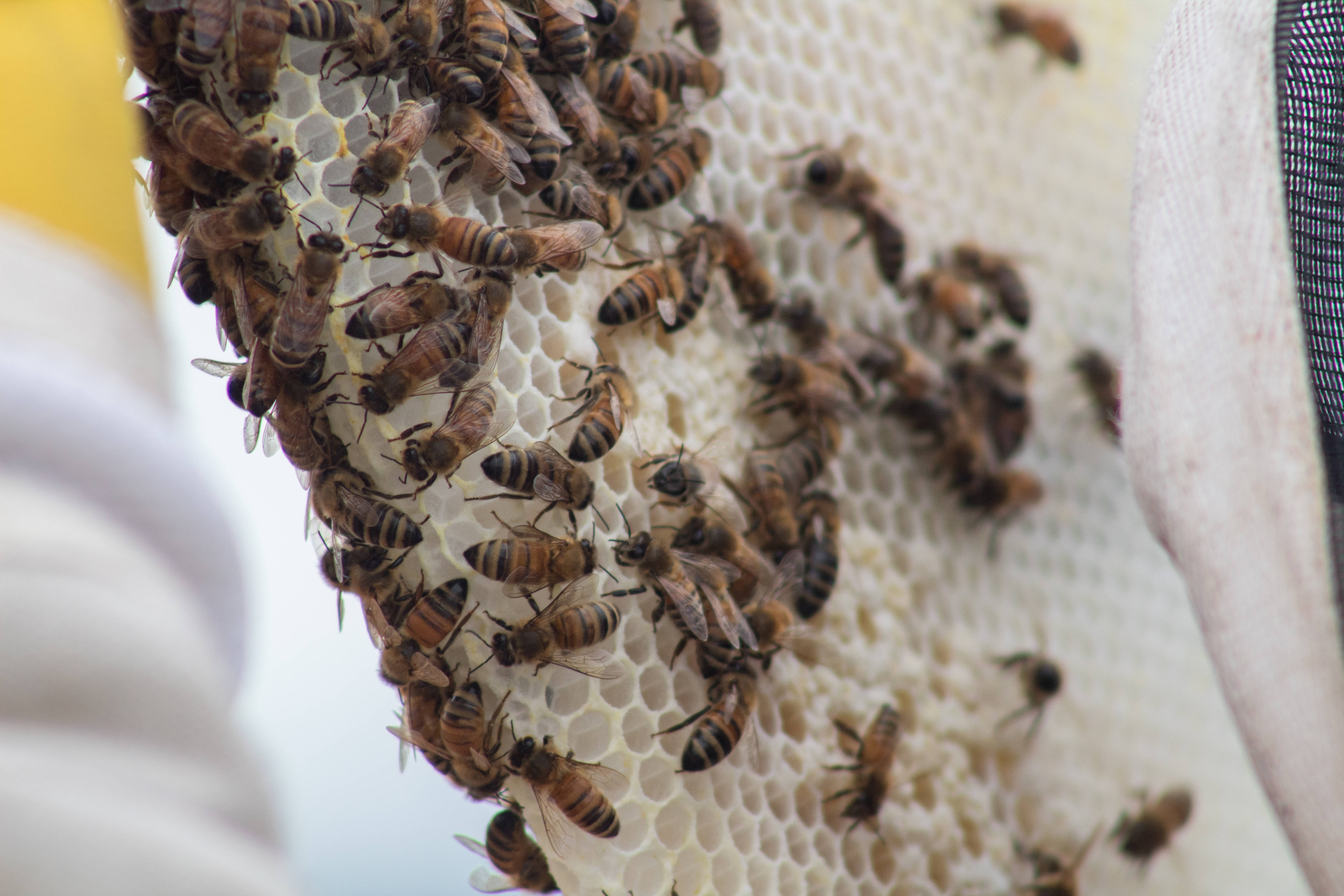 Honeycomb, white color, bees, 5K Desktop Wallpaper