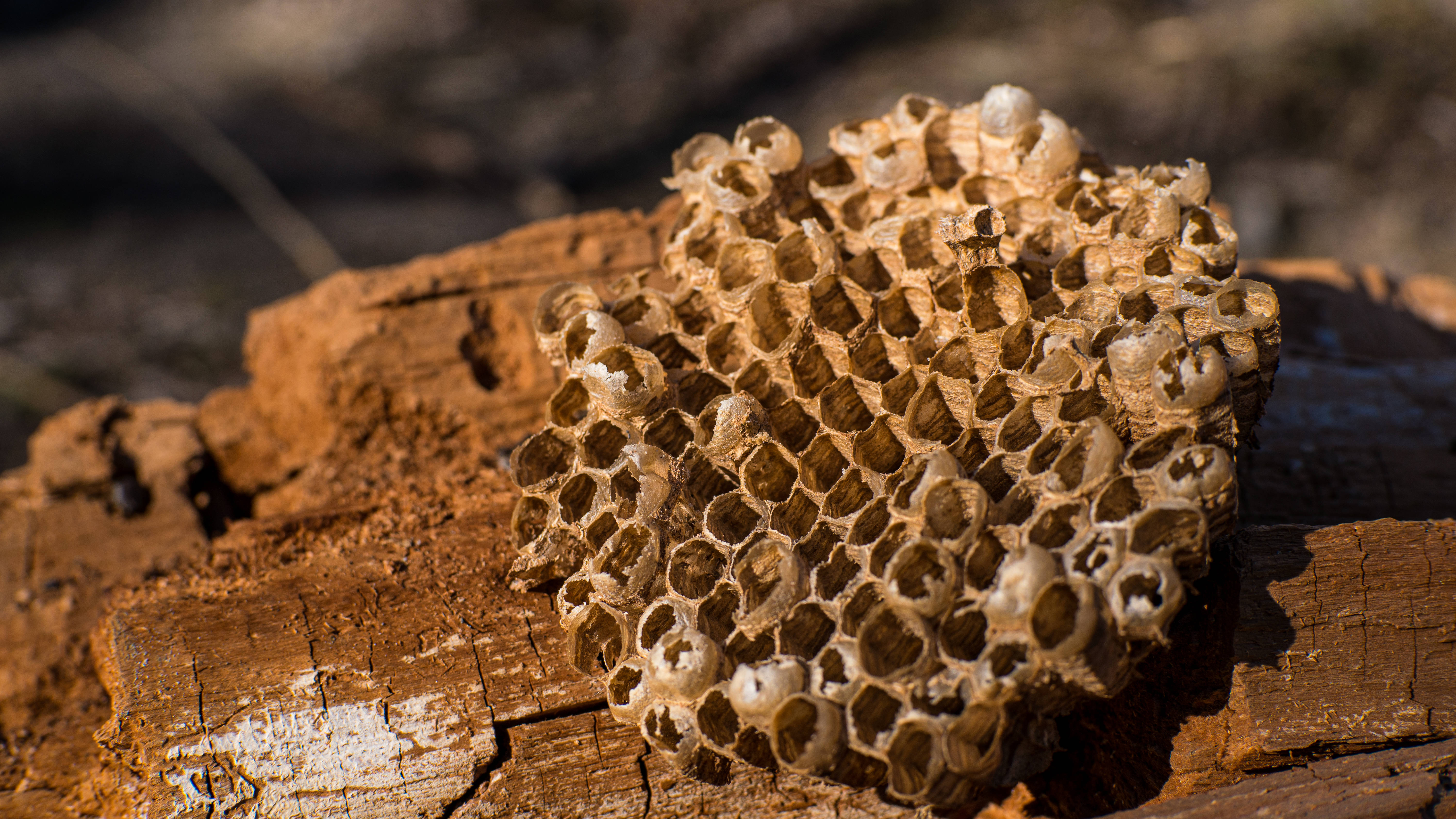 Honeycomb, circular chunk, wasp nest, 5K Desktop Wallpaper