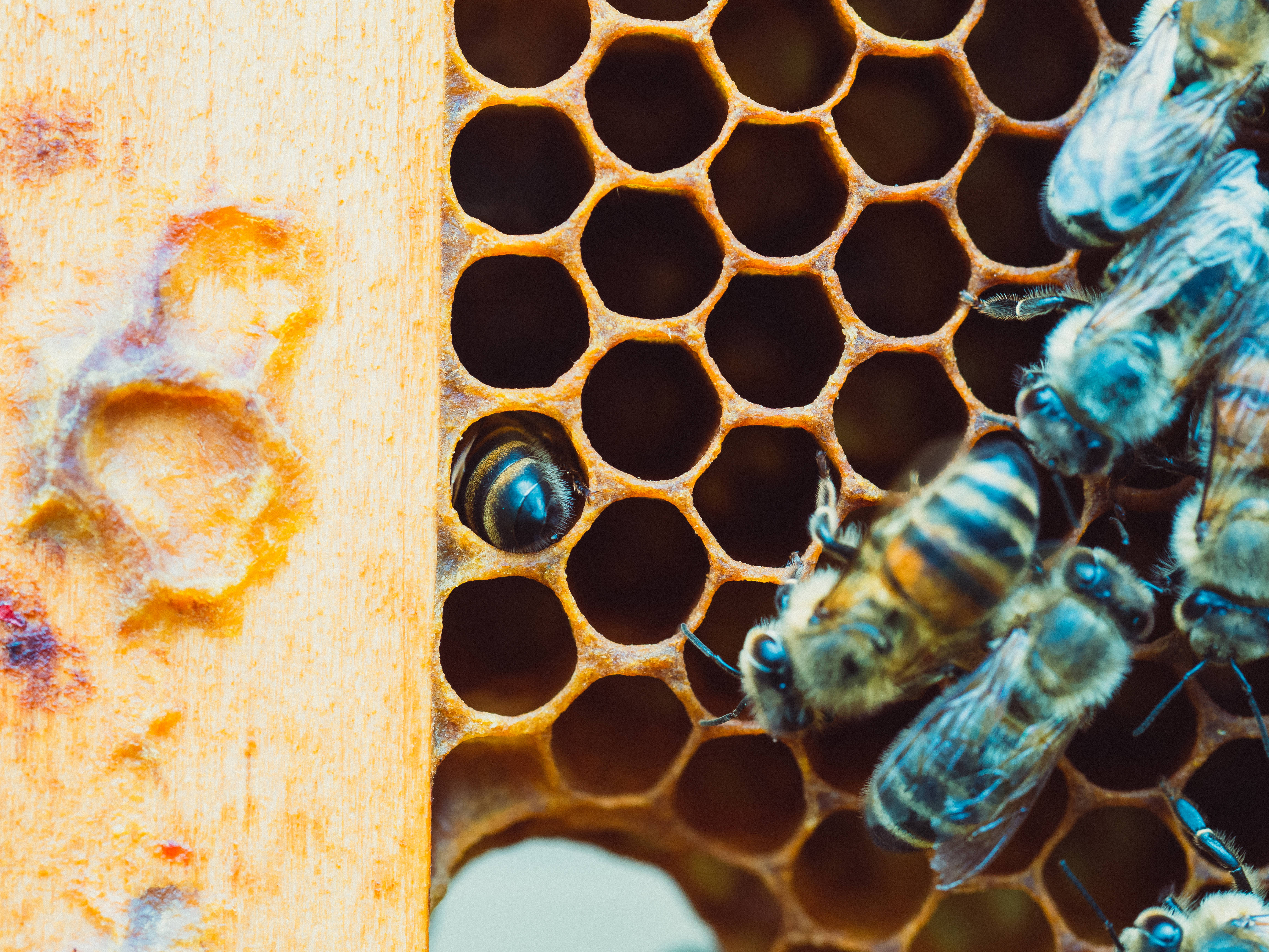 Honeycomb, golden honeycomb, hexagonal cell, 4K Desktop Wallpaper