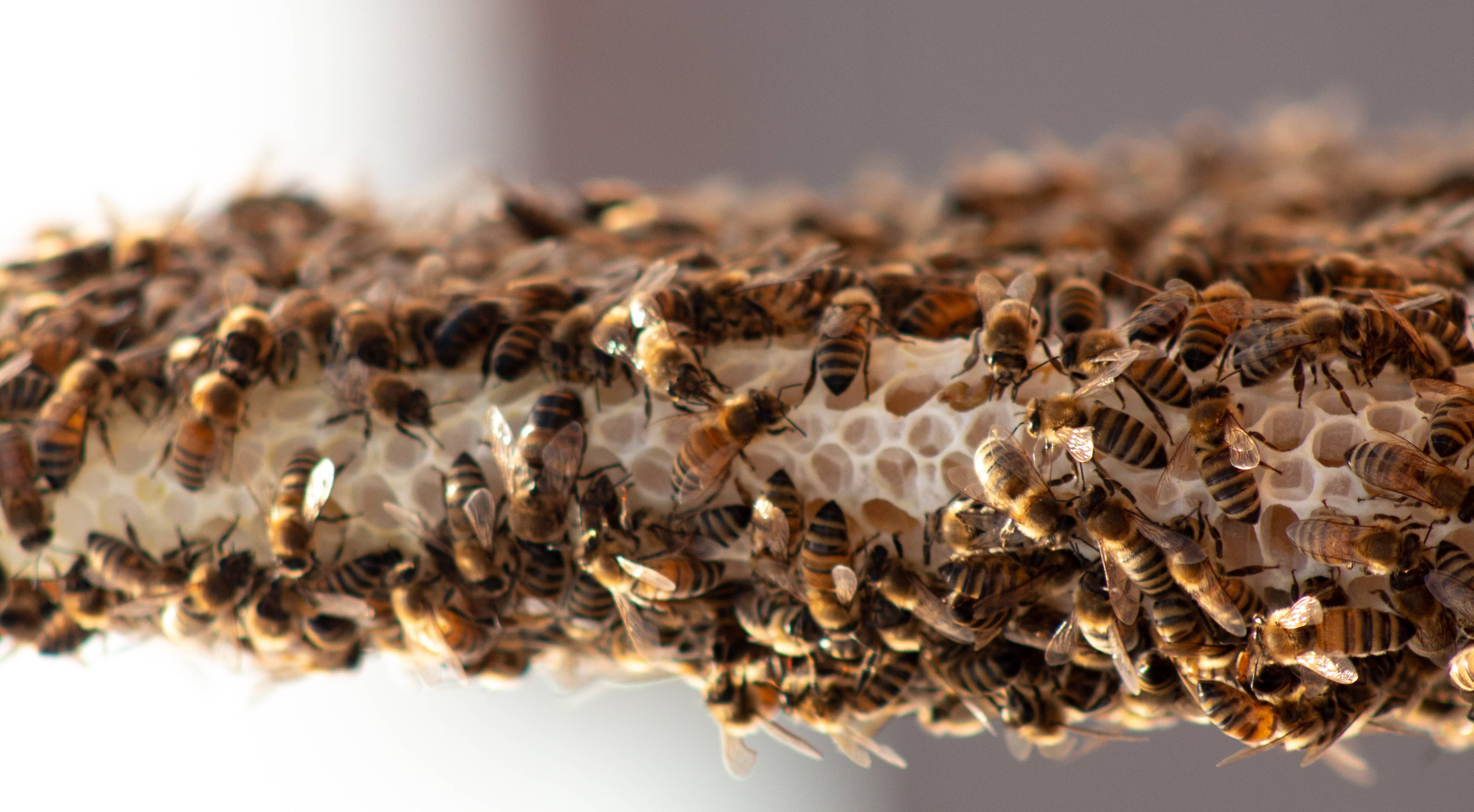 honeycomb, hexagonal cells, bees, 2K Desktop Wallpaper