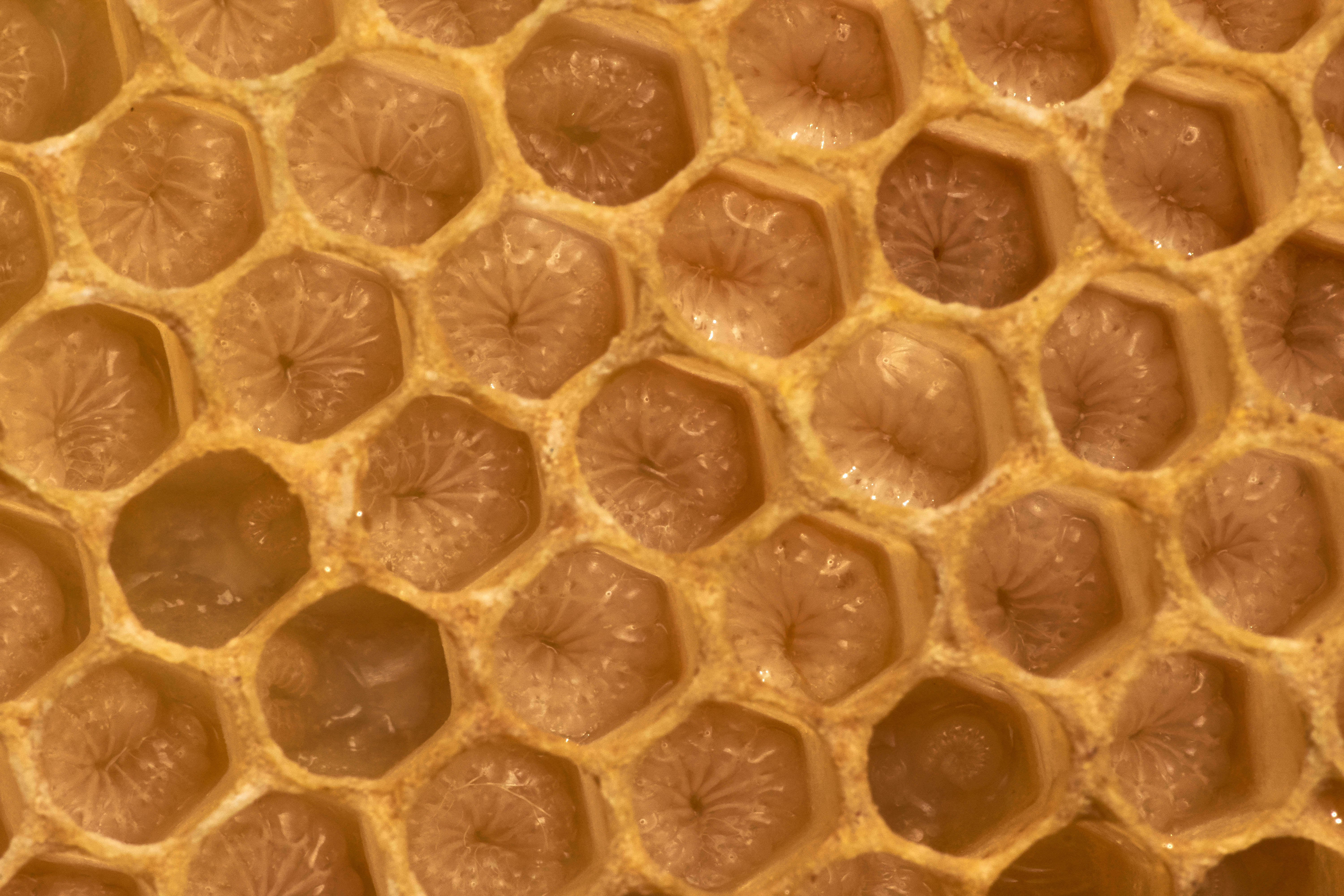 Honeycomb, golden honeycomb cells, glistening honey, 5K Desktop Wallpaper