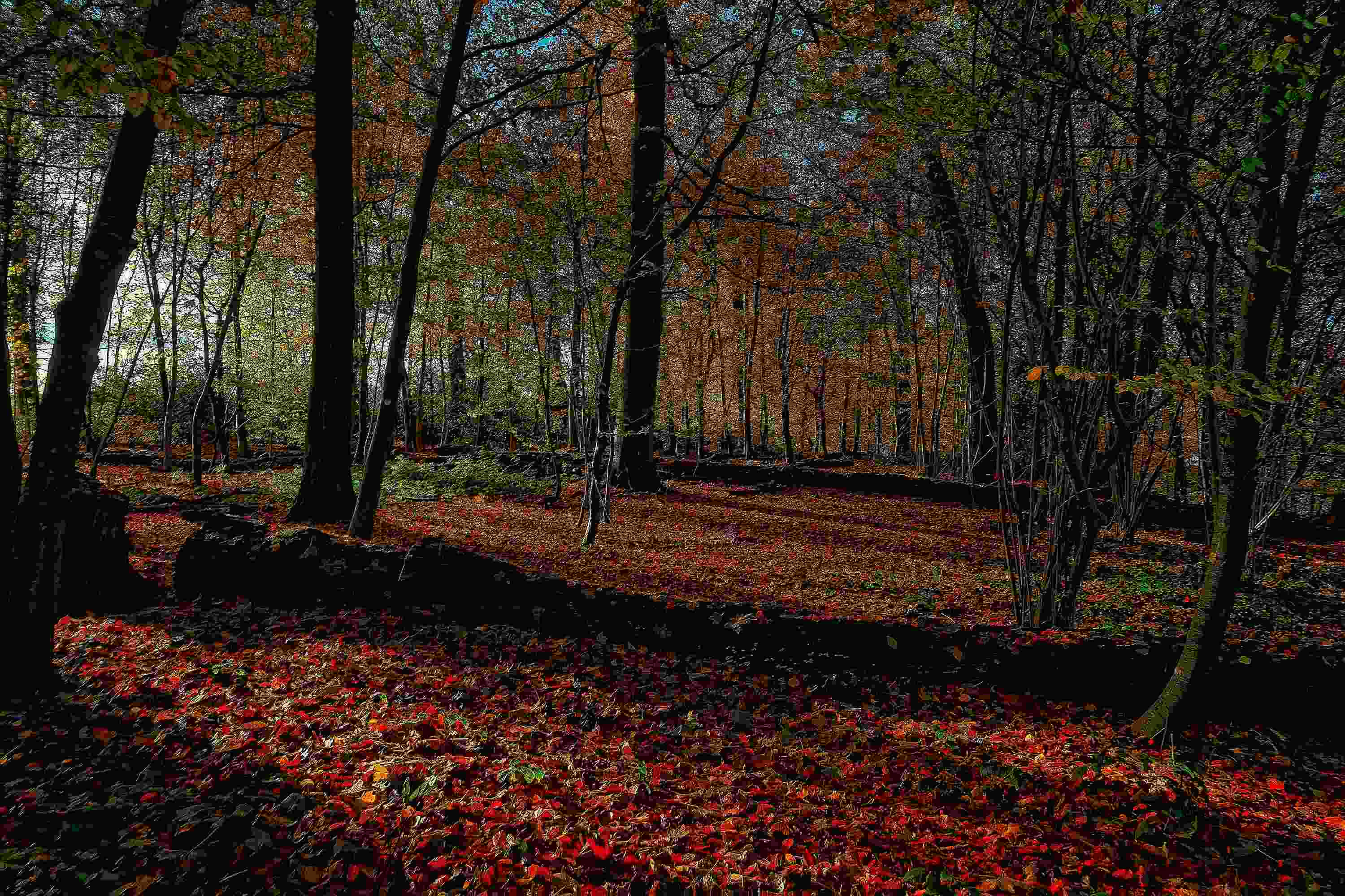 Autumn Forest, Horgen Switzerland, red and orange autumn leaves, 2K Desktop Wallpaper