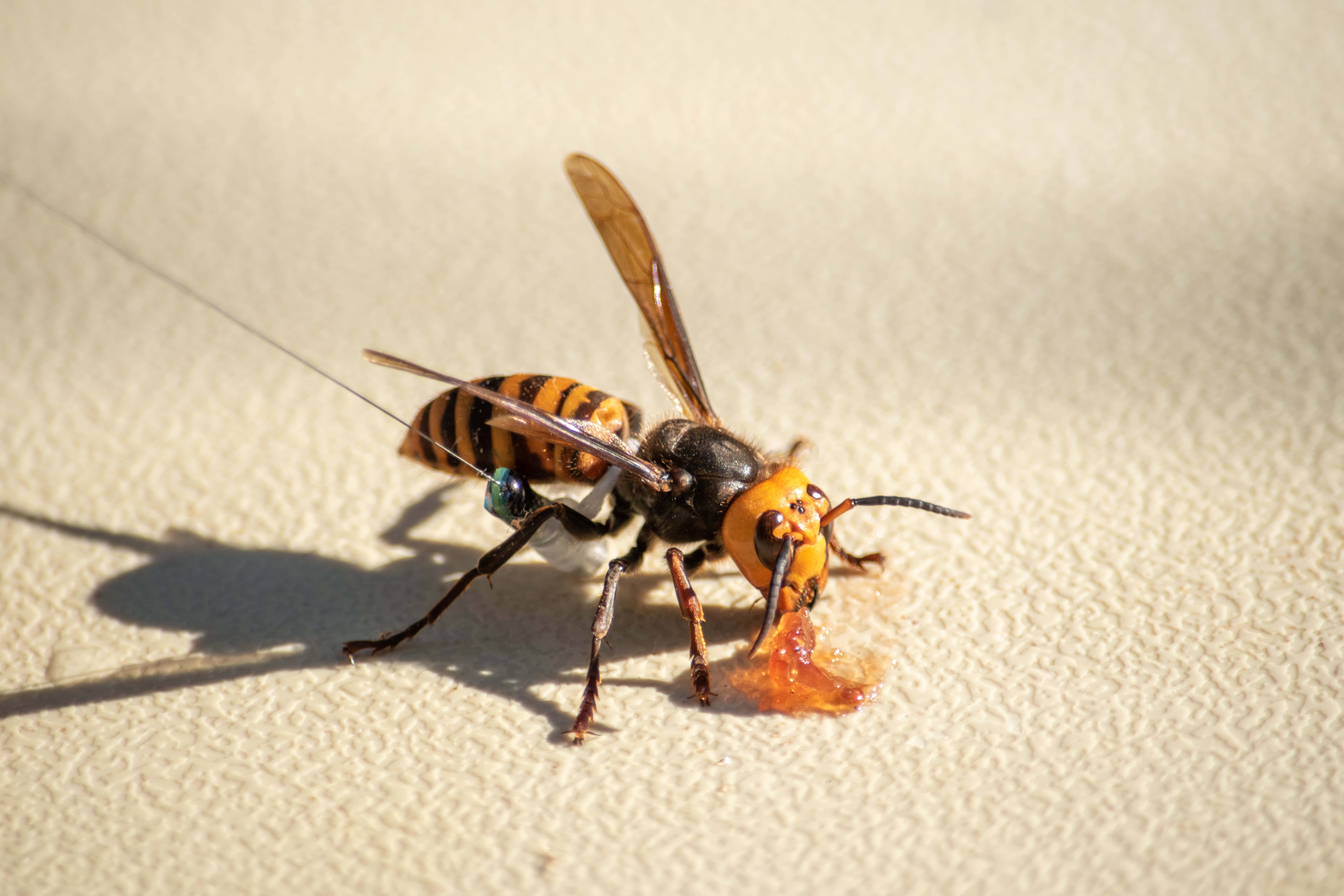 hornet, orange and black stripes, amber-colored substance, 5K Desktop Wallpaper