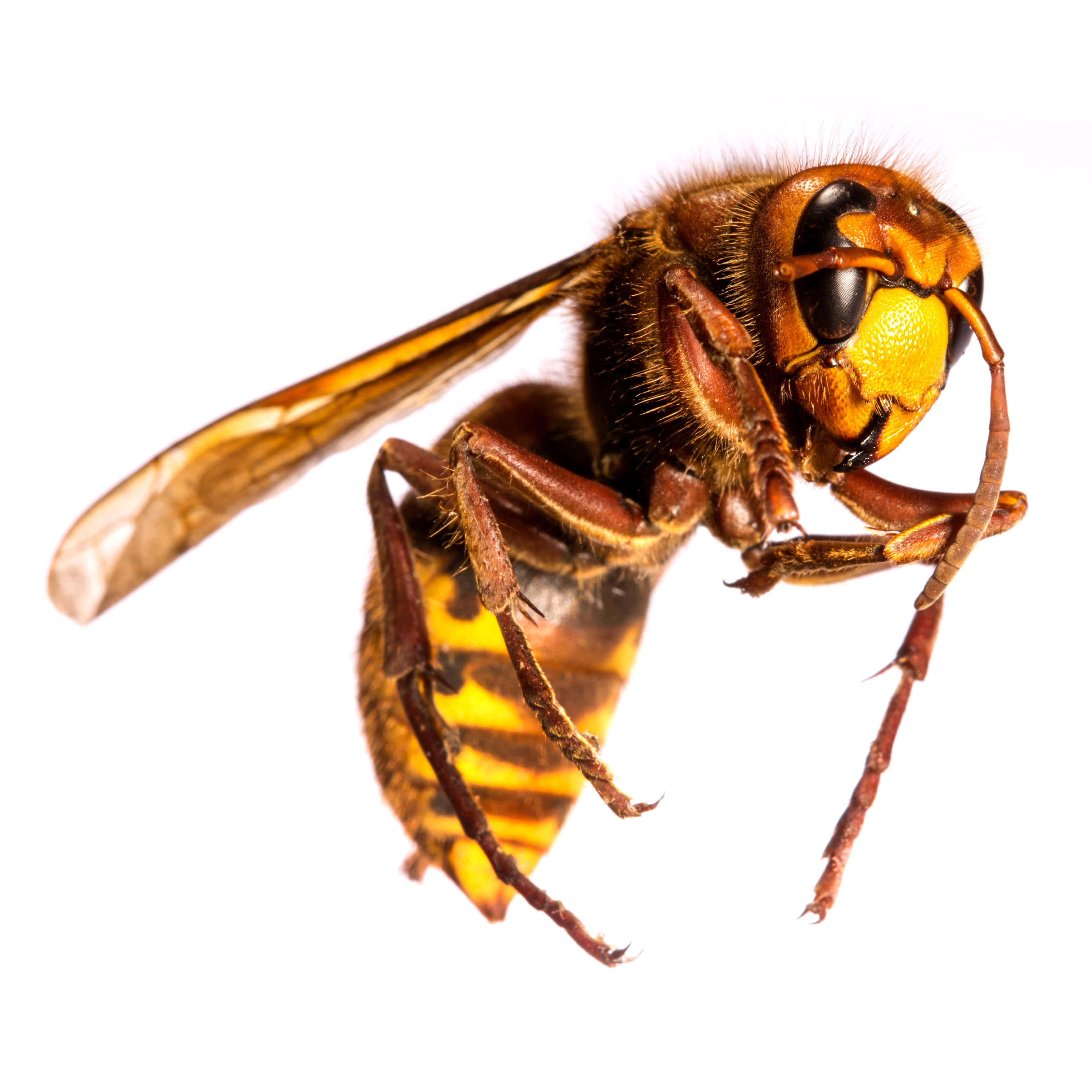 hornet, amber and yellow stripes, white background, 2K Desktop Wallpaper