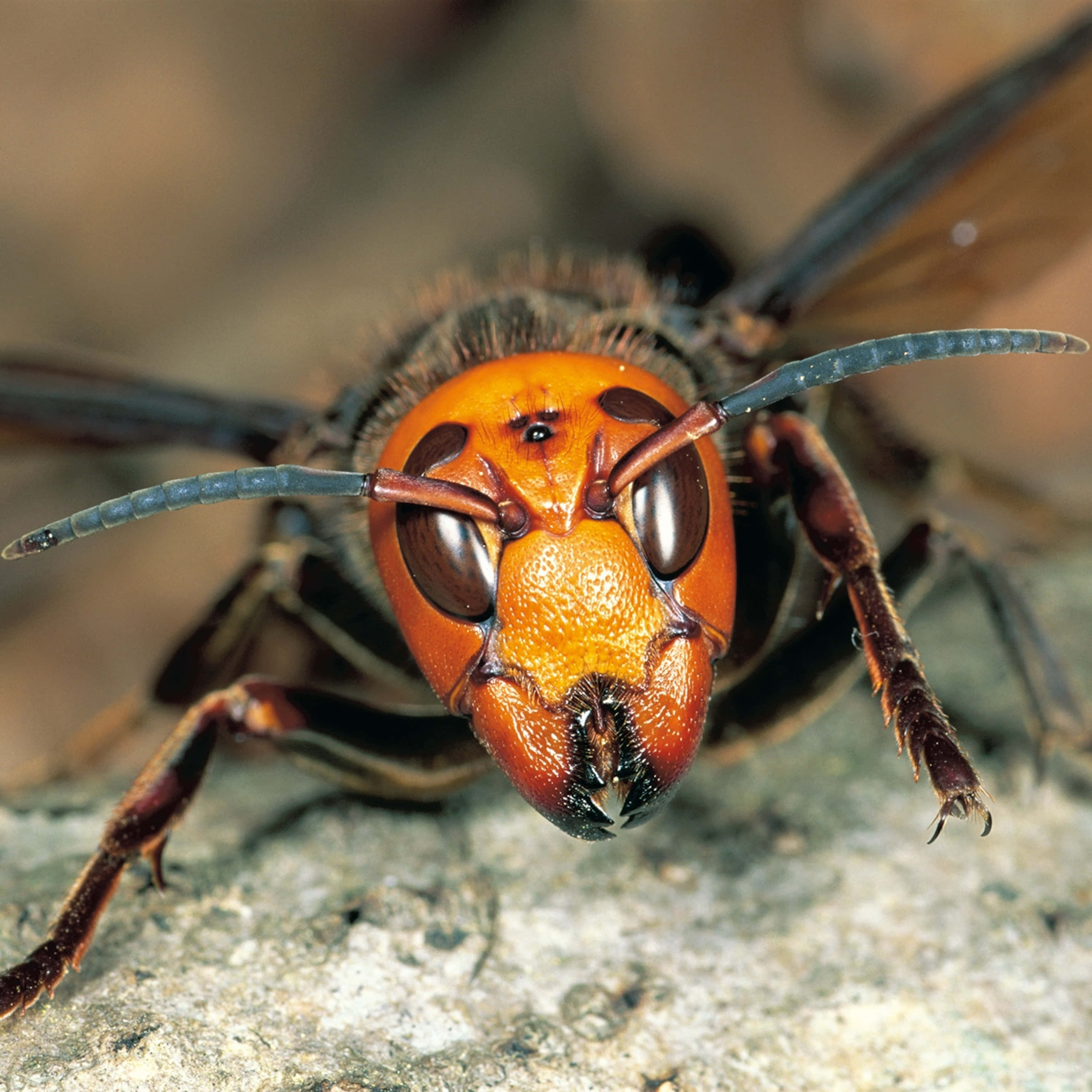 hornet, orange head, dark body, 2K Desktop Wallpaper