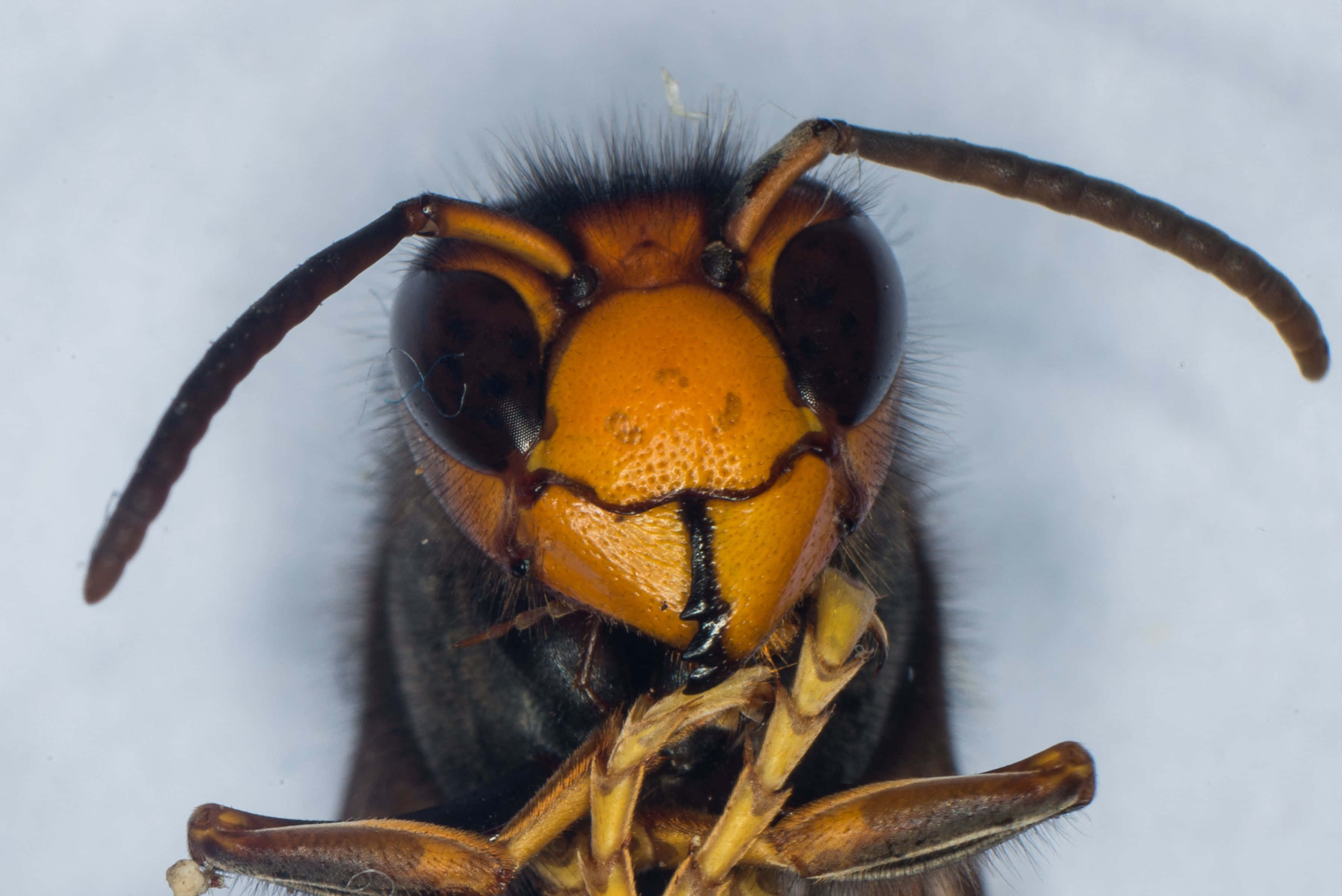 hornet, dark eyes, orange mandibles, 2K Desktop Wallpaper