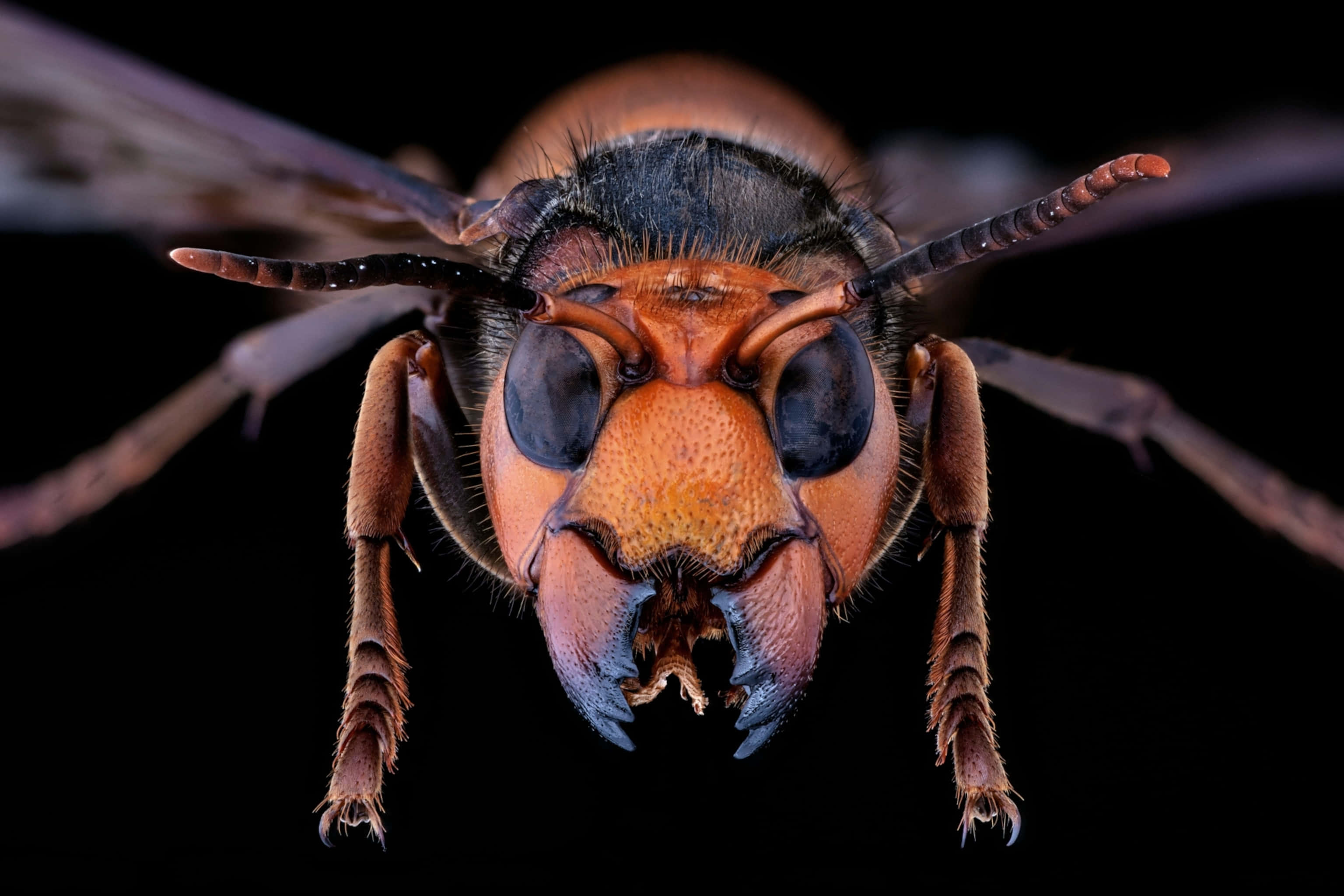 hornet, compound eyes, mandibles, 2K Desktop Wallpaper