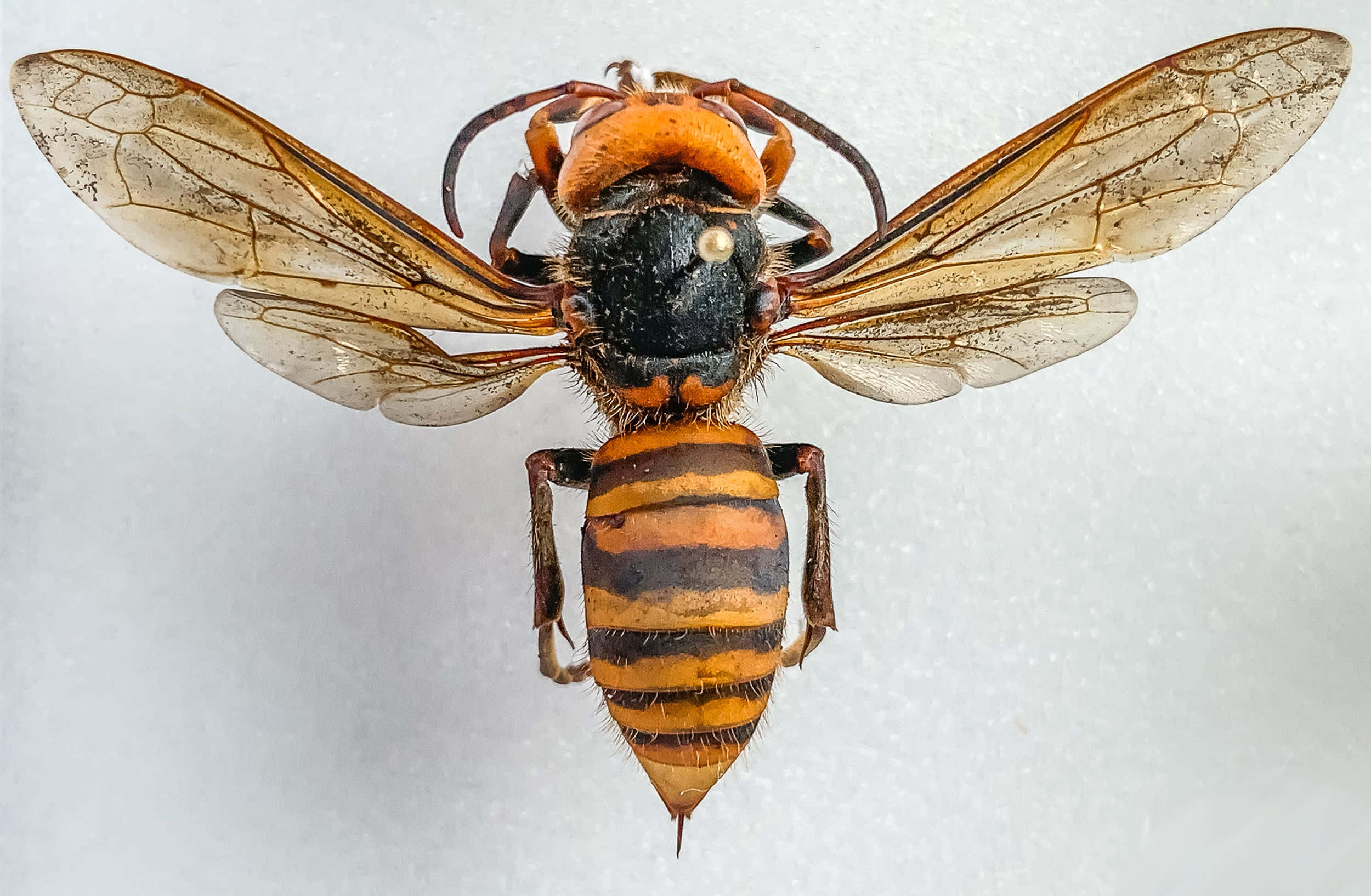 hornet, orange and black stripes, translucent wings, Full HD Desktop Wallpaper