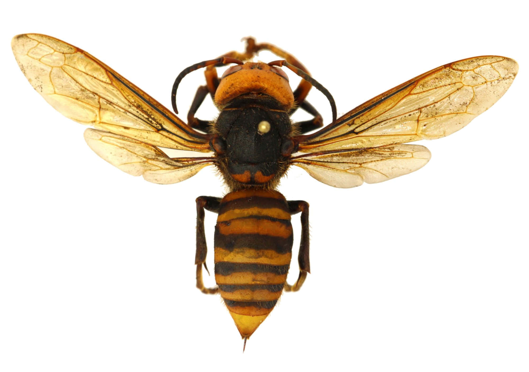 hornet, translucent amber wings, orange black striped abdomen, Full HD Desktop Wallpaper