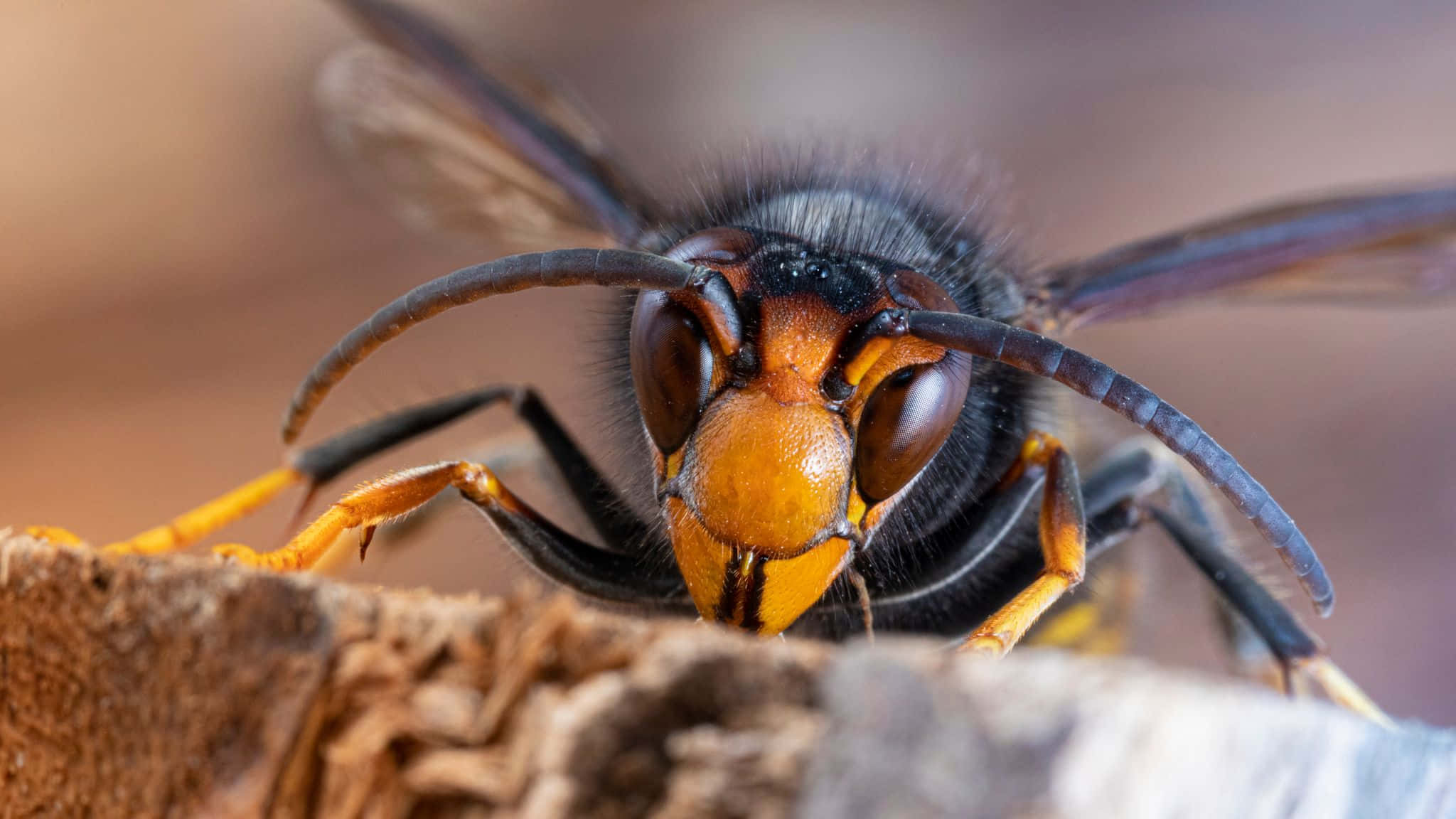 hornet, black and yellow stripes, rough bark, Full HD Desktop Wallpaper