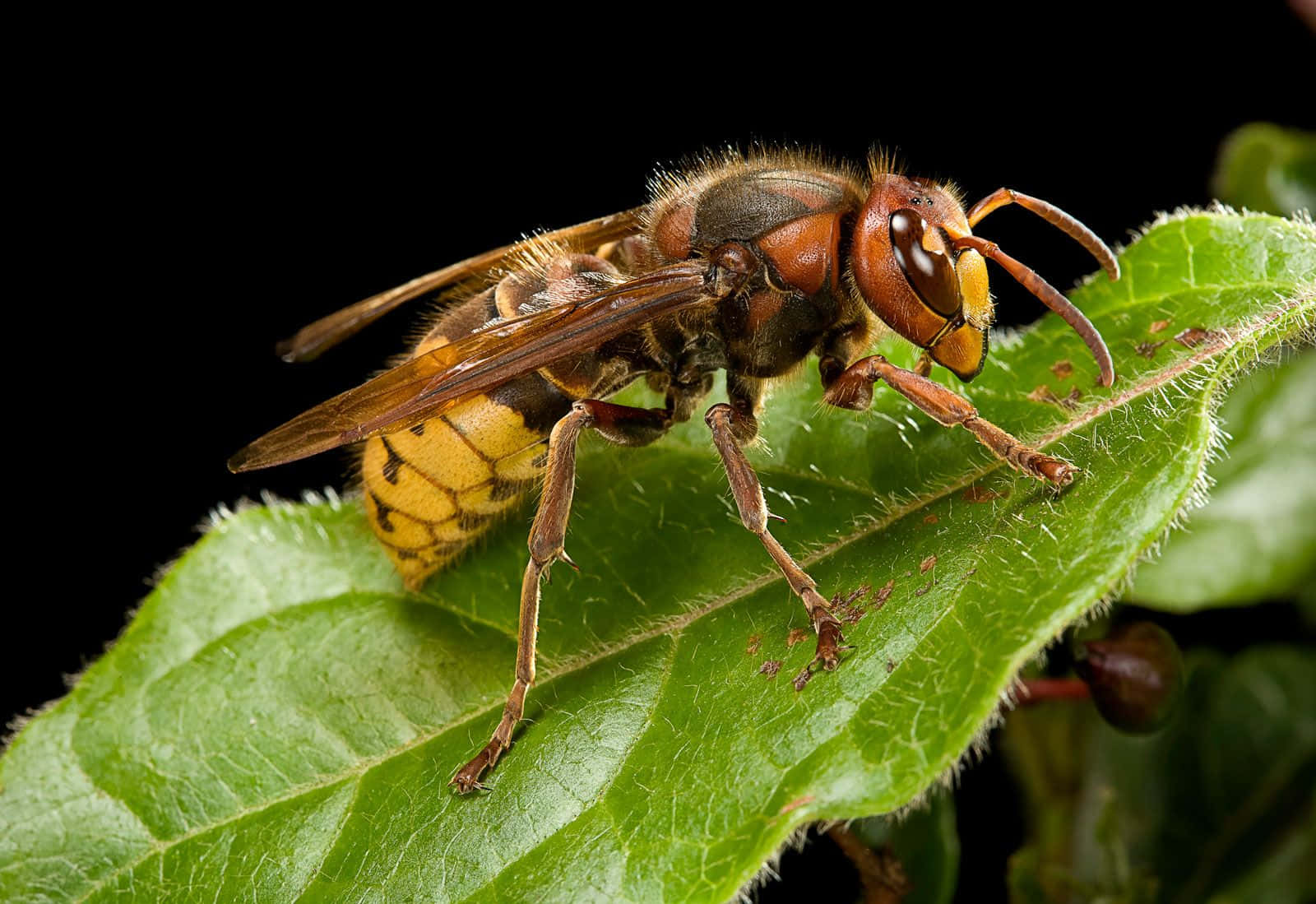 hornet, leaf, vibrant green, HD Desktop Wallpaper