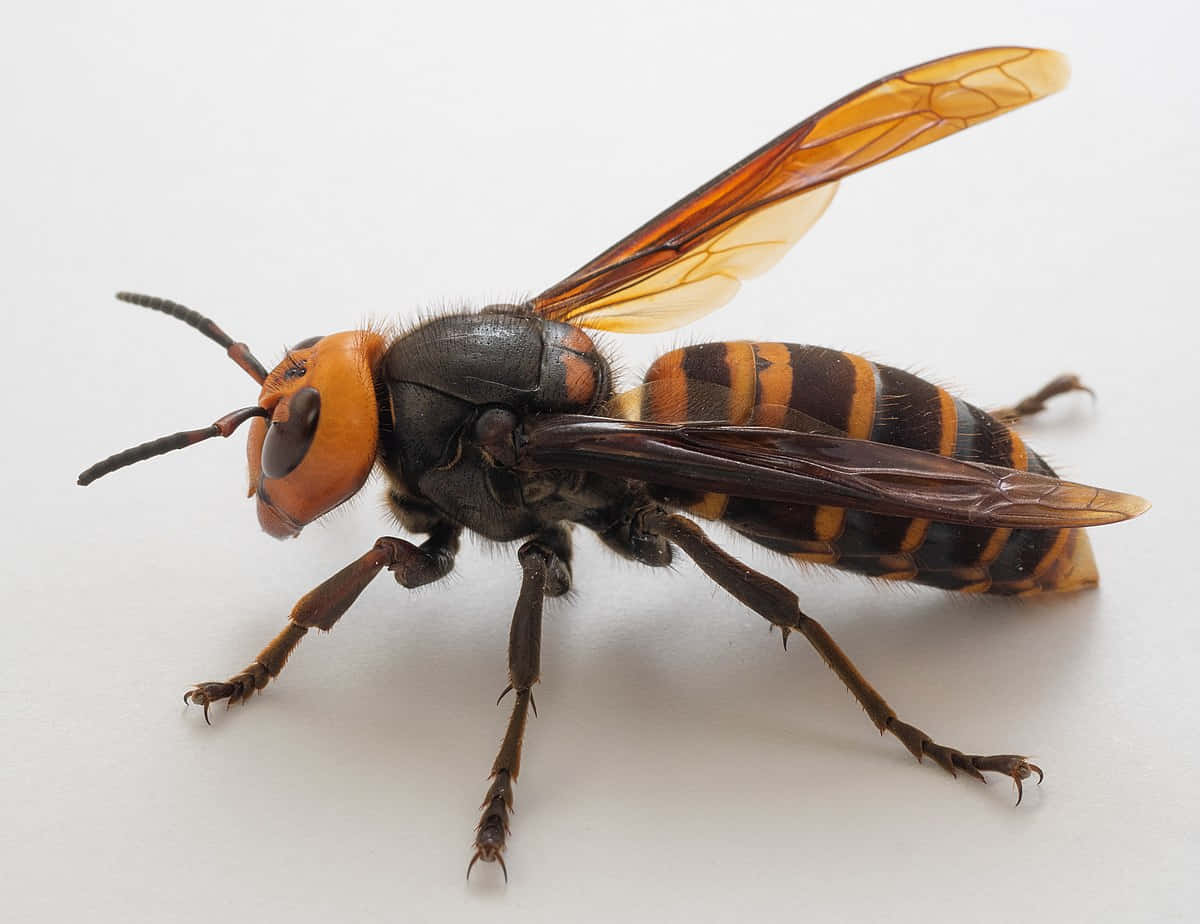 hornet, orange and black striped body, translucent amber wings, SD Desktop Wallpaper