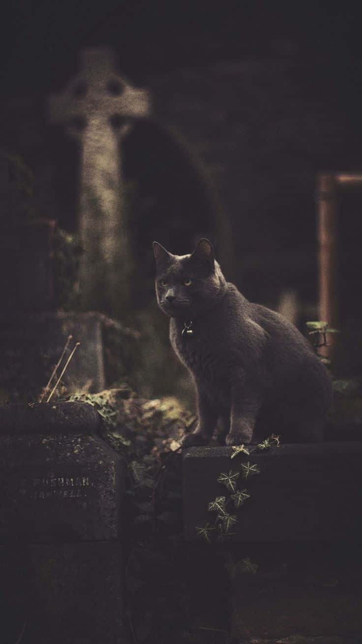Horror iPhone, black cat, tombstone, HD Phone Wallpaper