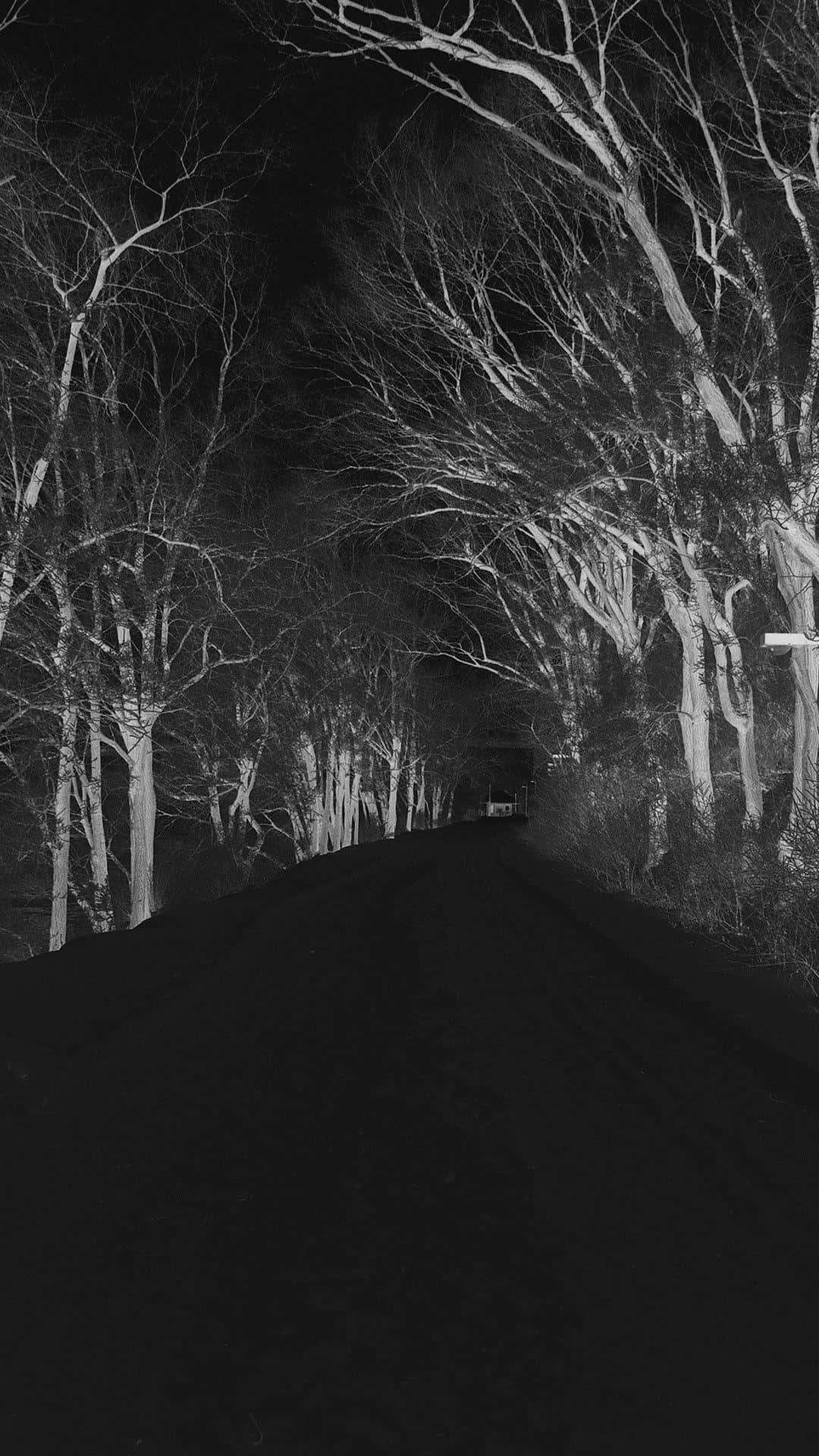 black and white photo, road, trees, Full HD Phone Wallpaper