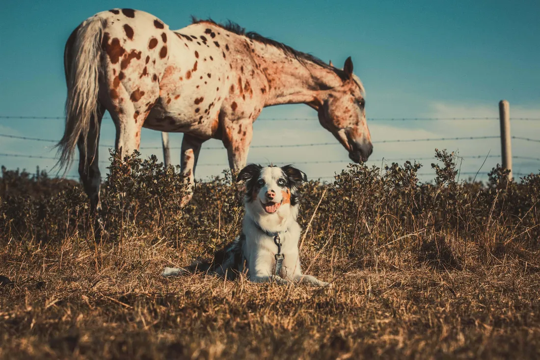 Horse And Dog