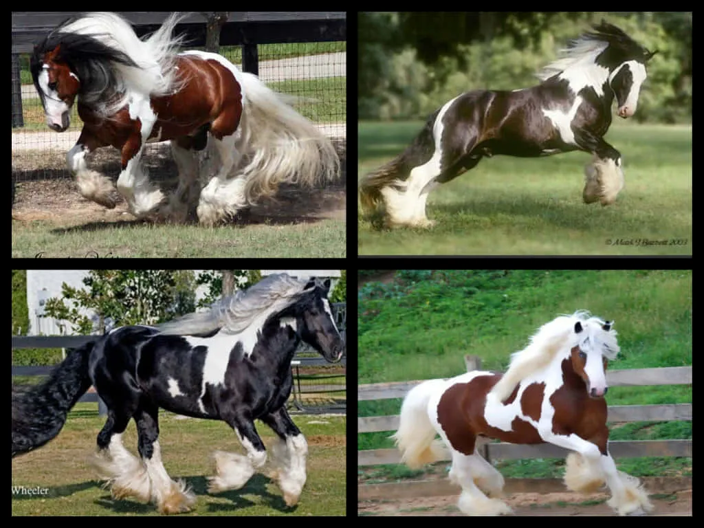 Horse Collage