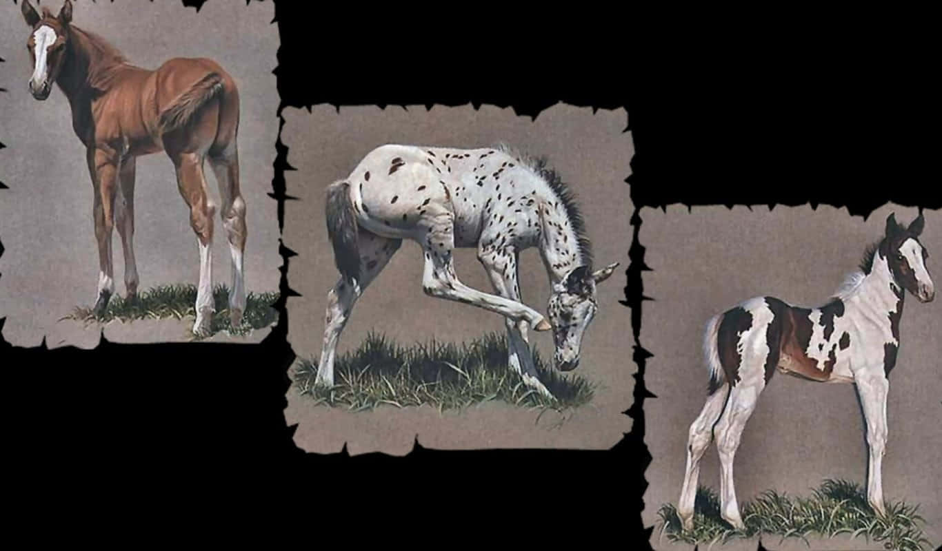 horse collage, colorful, three illustrated foals, HD Desktop Wallpaper
