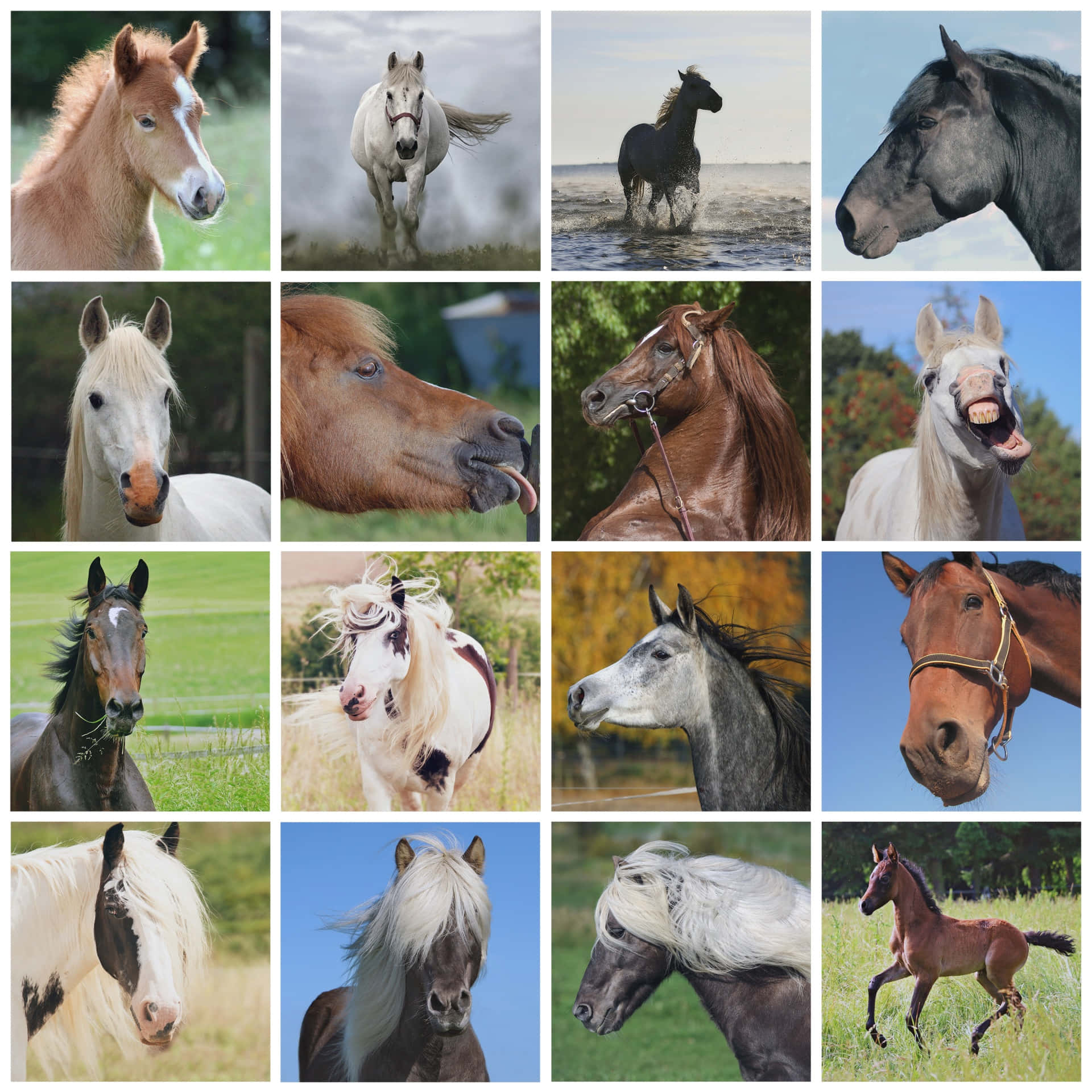 Horse Collage, horses, motion, Full HD Desktop Wallpaper