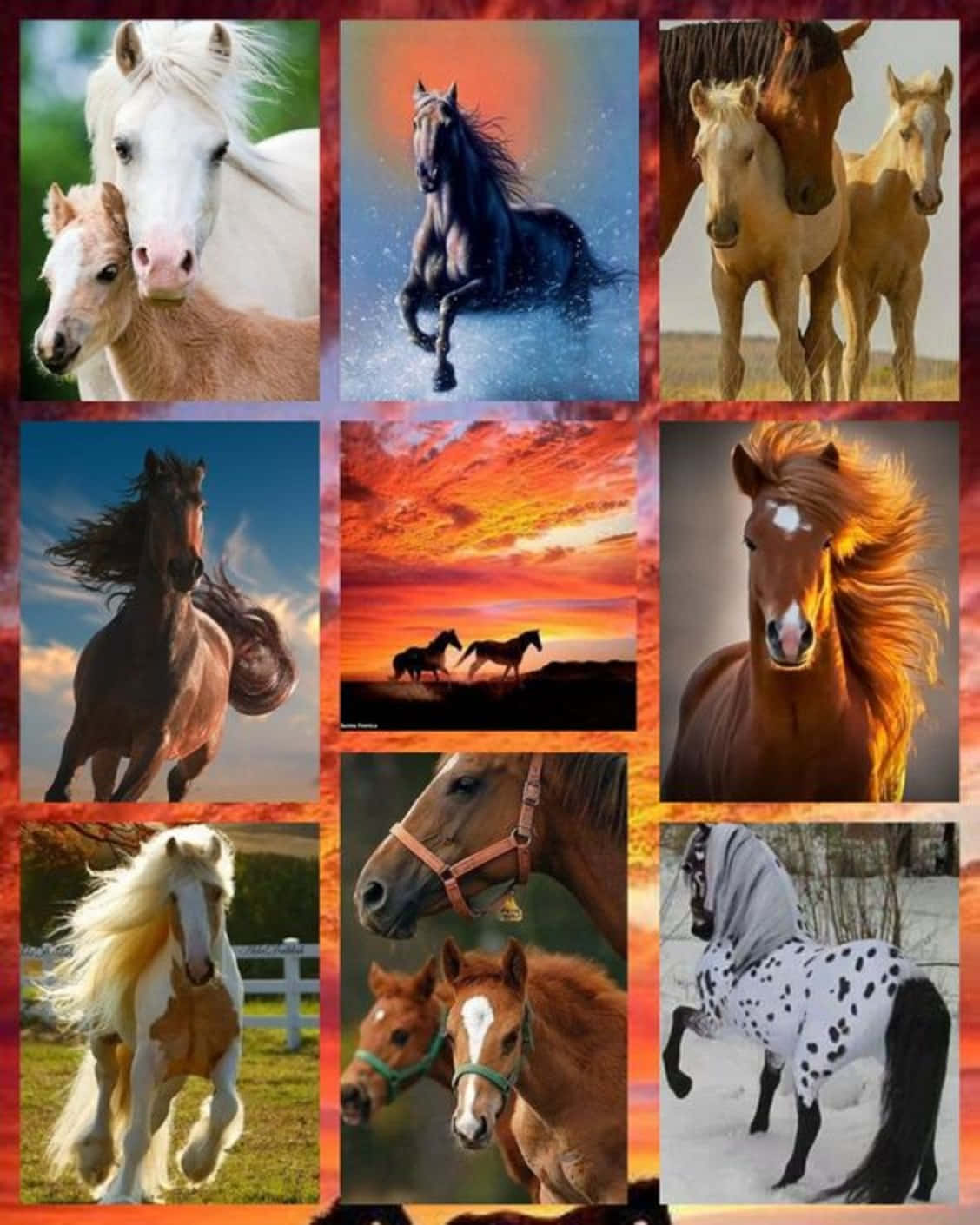 Horse Collage, inspirational horses, nine dynamic horse portraits, HD Phone Wallpaper