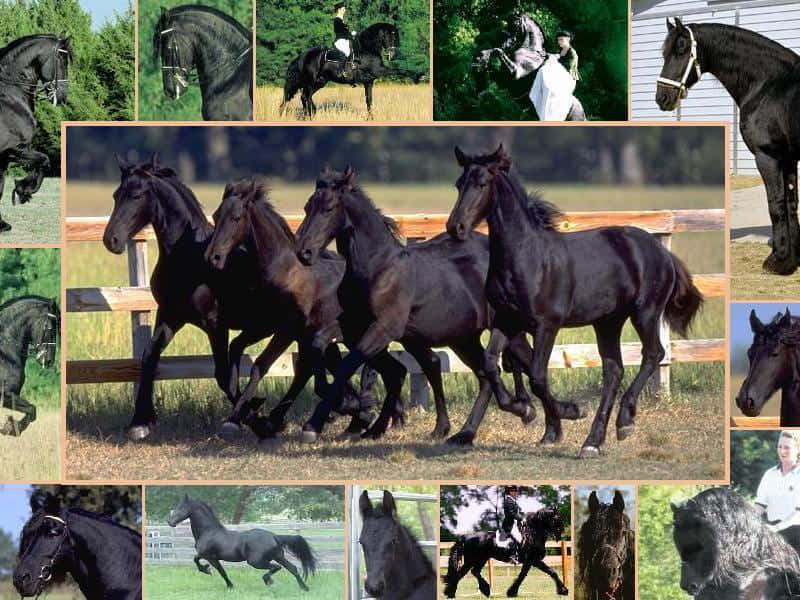 horse, black, collage, SD Desktop Wallpaper