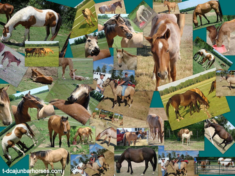 horse, people, green fields, SD Desktop Wallpaper