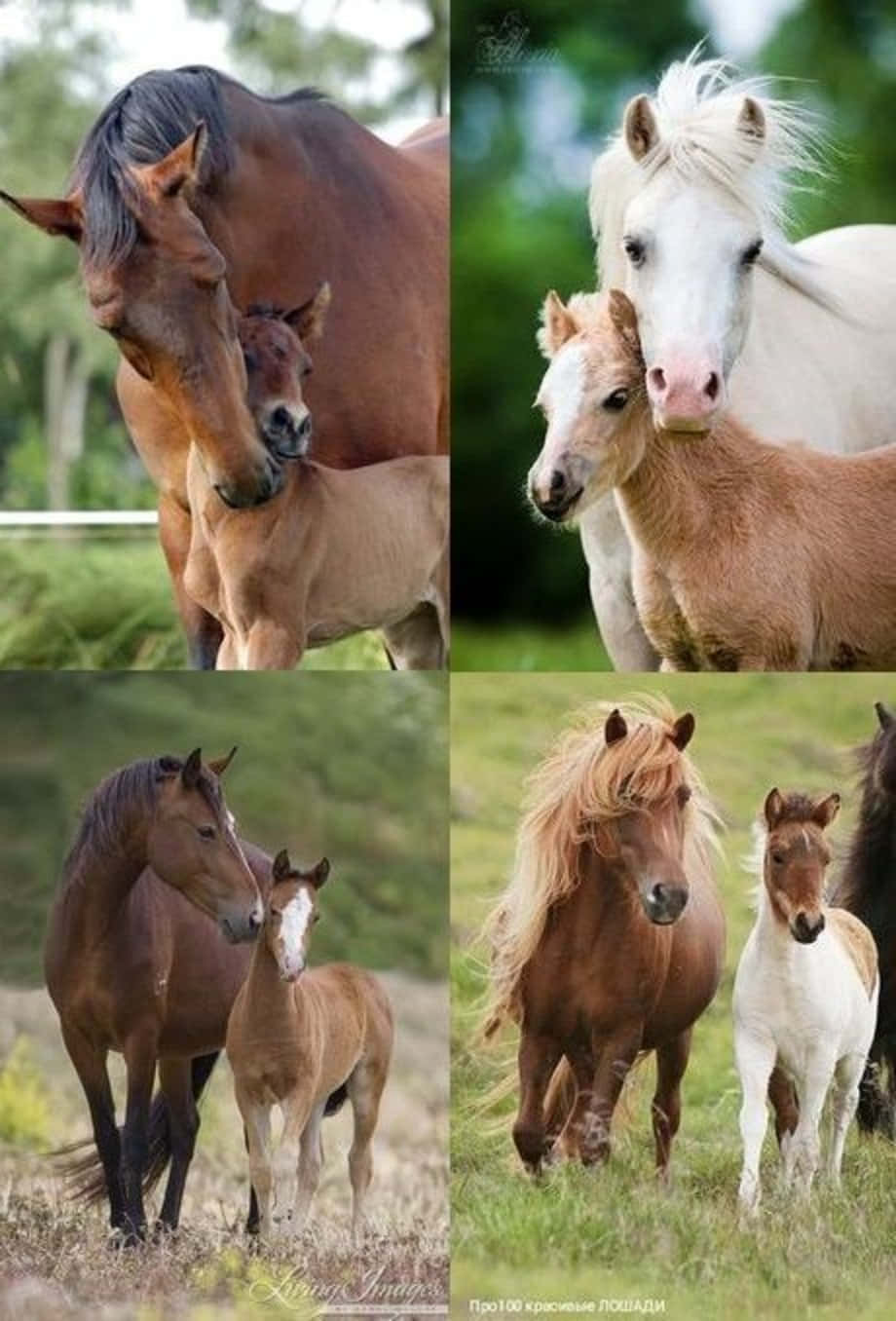 horse, foal, meadow, HD Phone Wallpaper