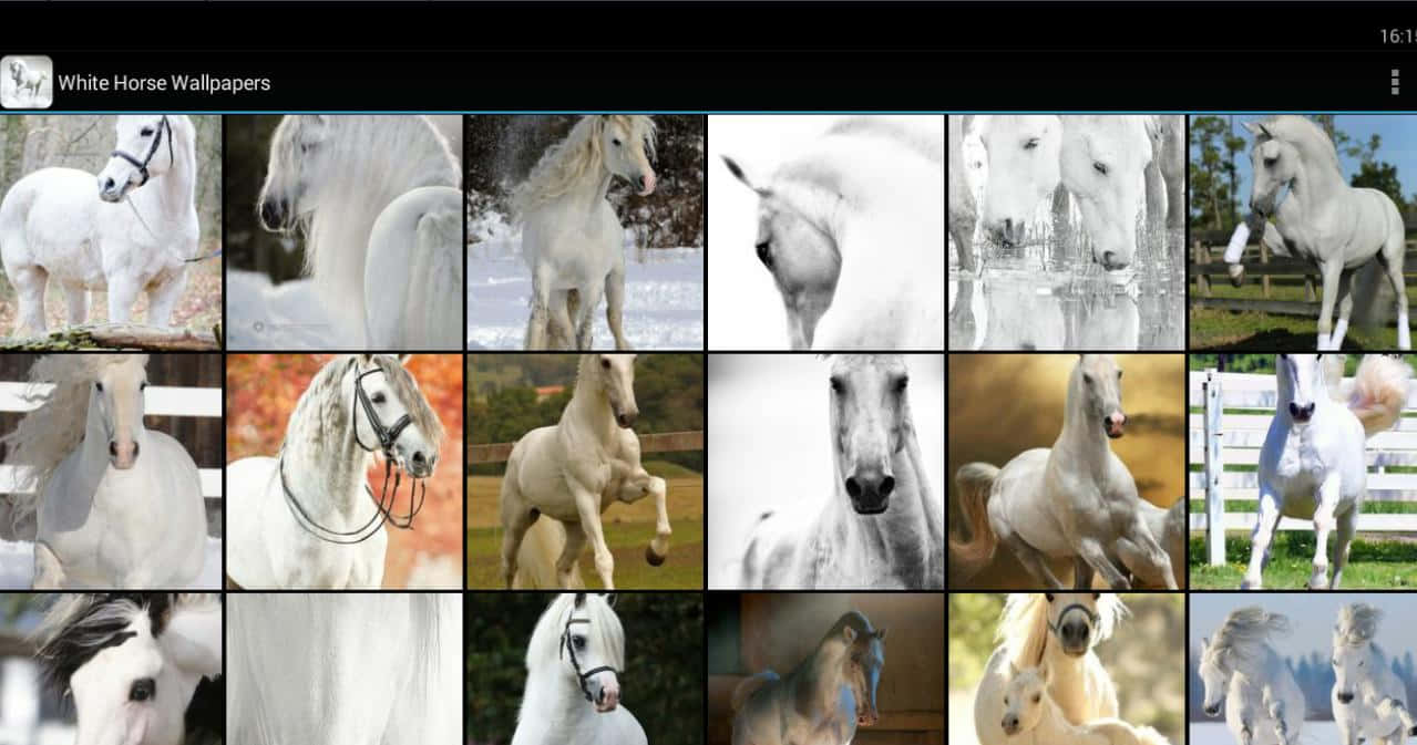 horse collage, white horses, dynamic poses, SD Desktop Wallpaper