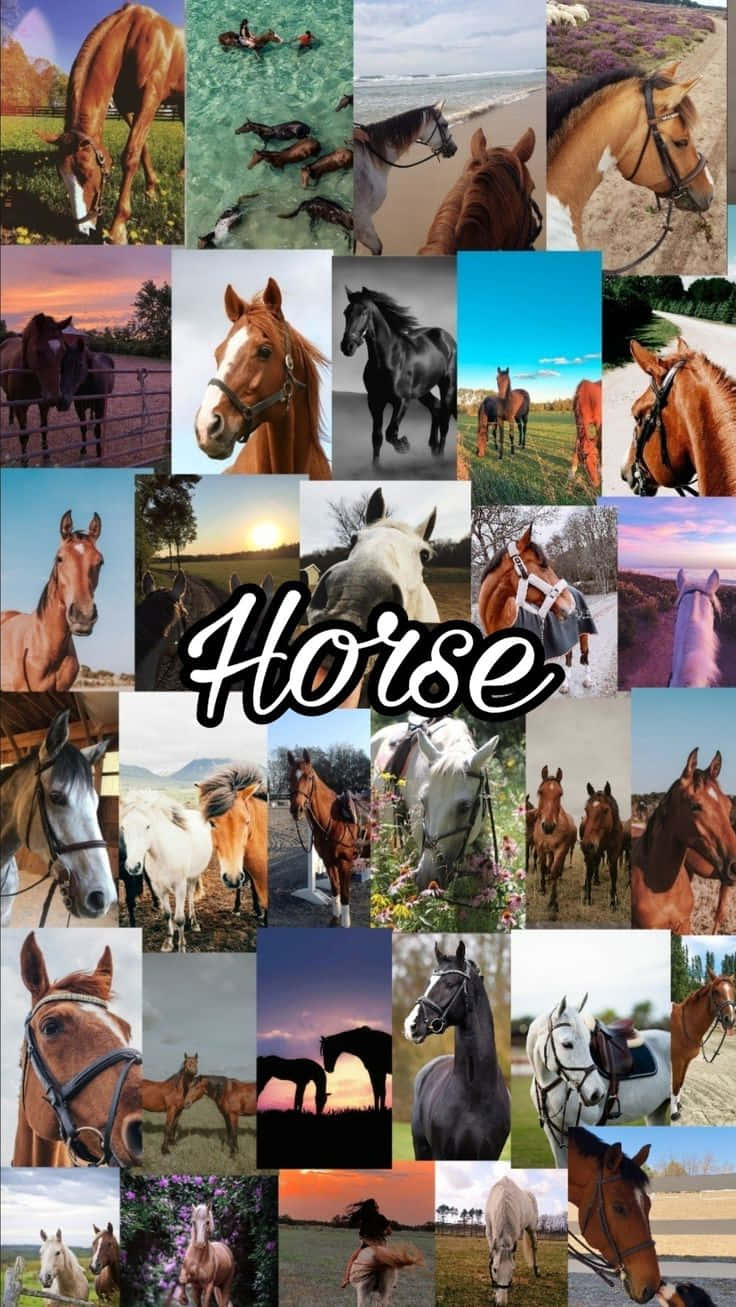 Horse Collage, herd, pastures, HD Phone Wallpaper