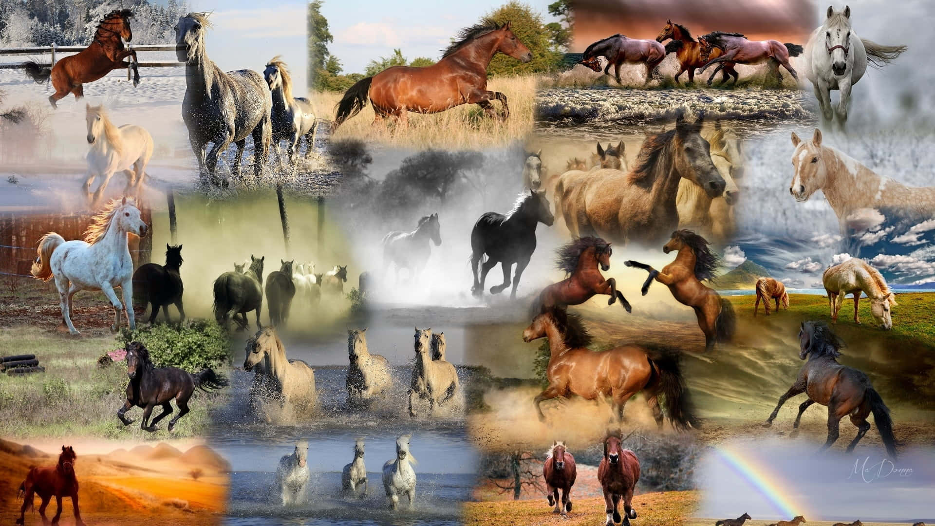 Horse Collage, wild horses, snowy fields, Full HD Desktop Wallpaper