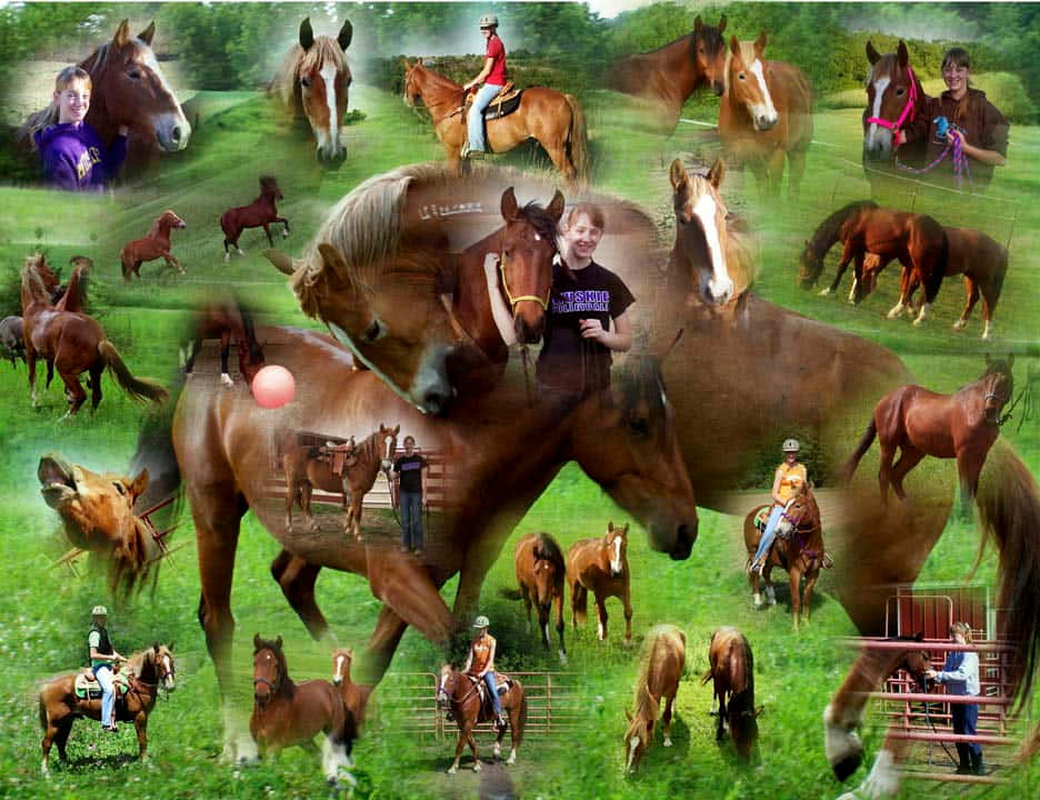 horse collage, horses, riders, SD Desktop Wallpaper