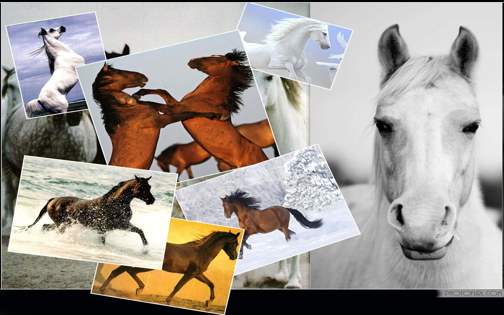Horse Collage, snowy fields, ocean waves, Full HD Desktop Wallpaper