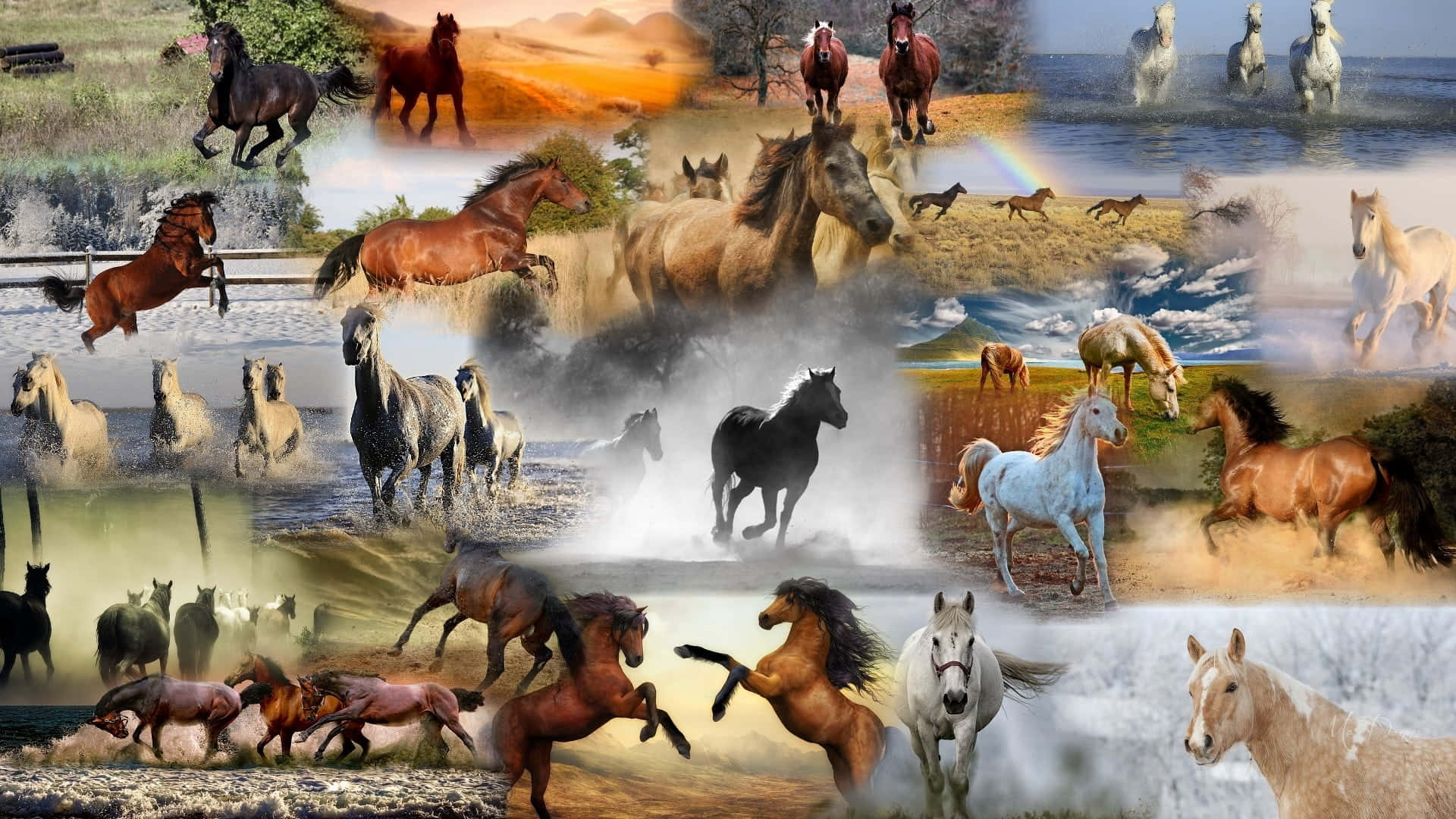 horse, water, galloping, Full HD Desktop Wallpaper