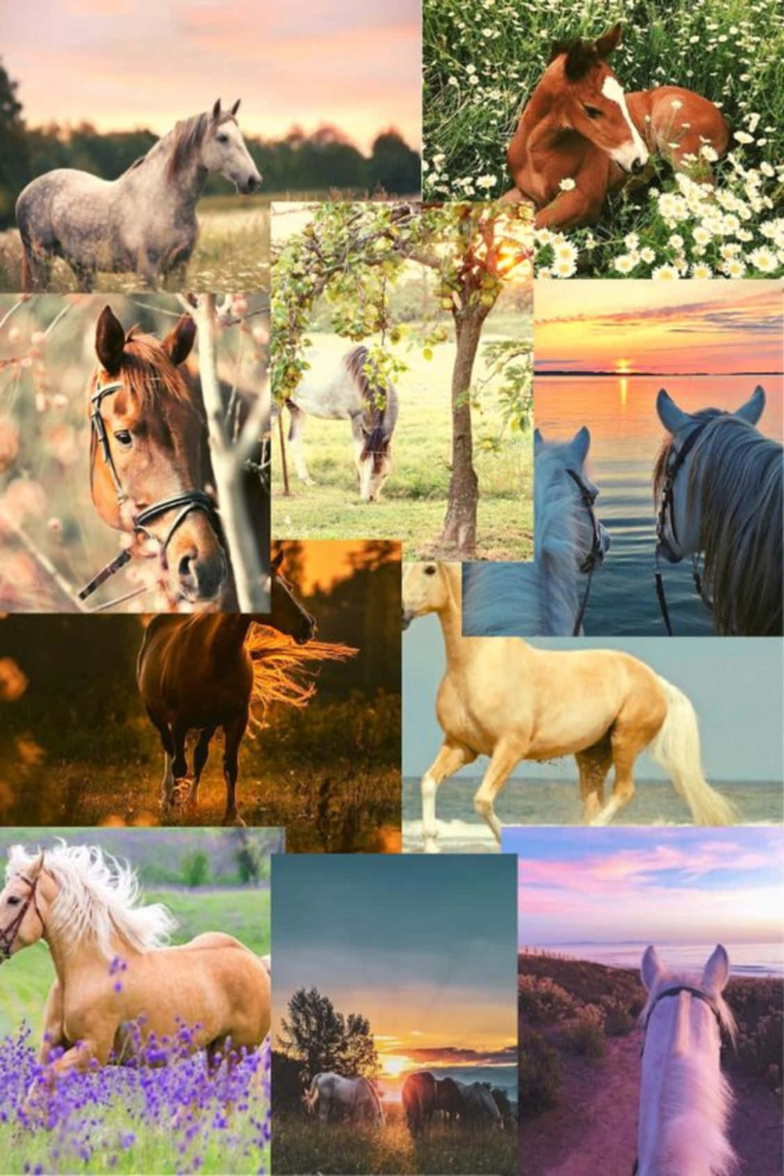 horse collage, majestic horses, golden hour, HD Phone Wallpaper