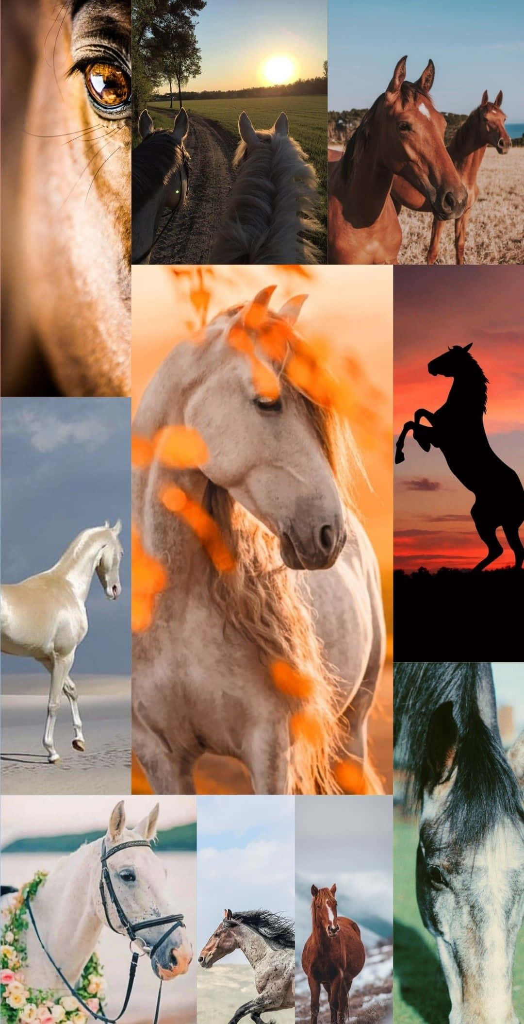 Horse Collage, golden sunsets, serene fields, Full HD Phone Wallpaper
