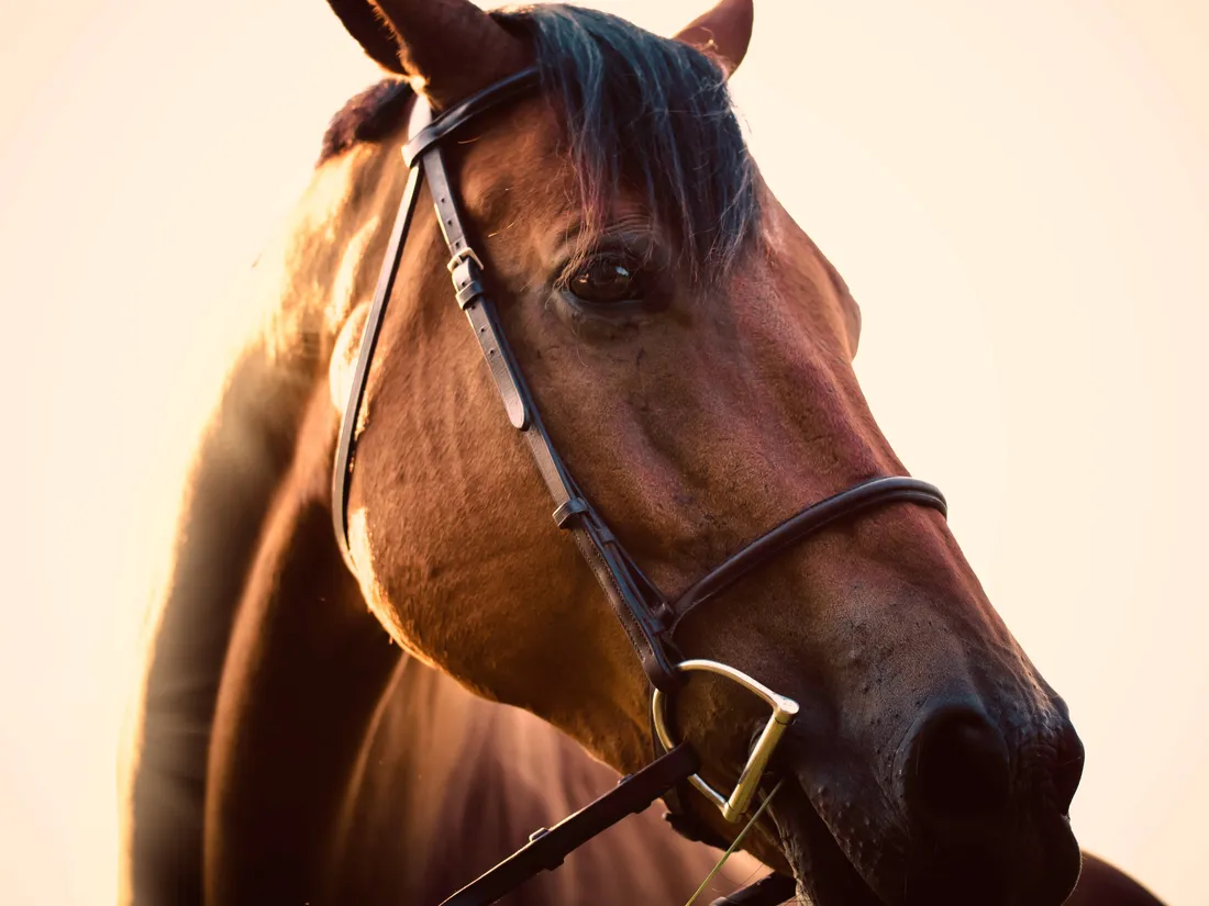 Horse Face