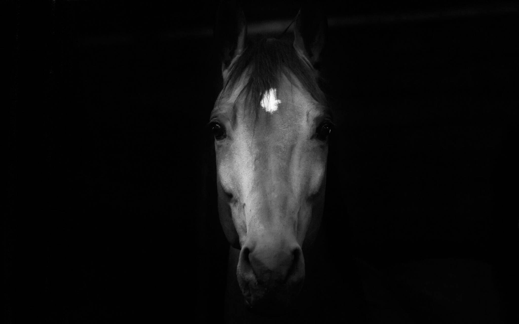 Horse Face, dark portrait, black and white portrait, Full HD Desktop Wallpaper