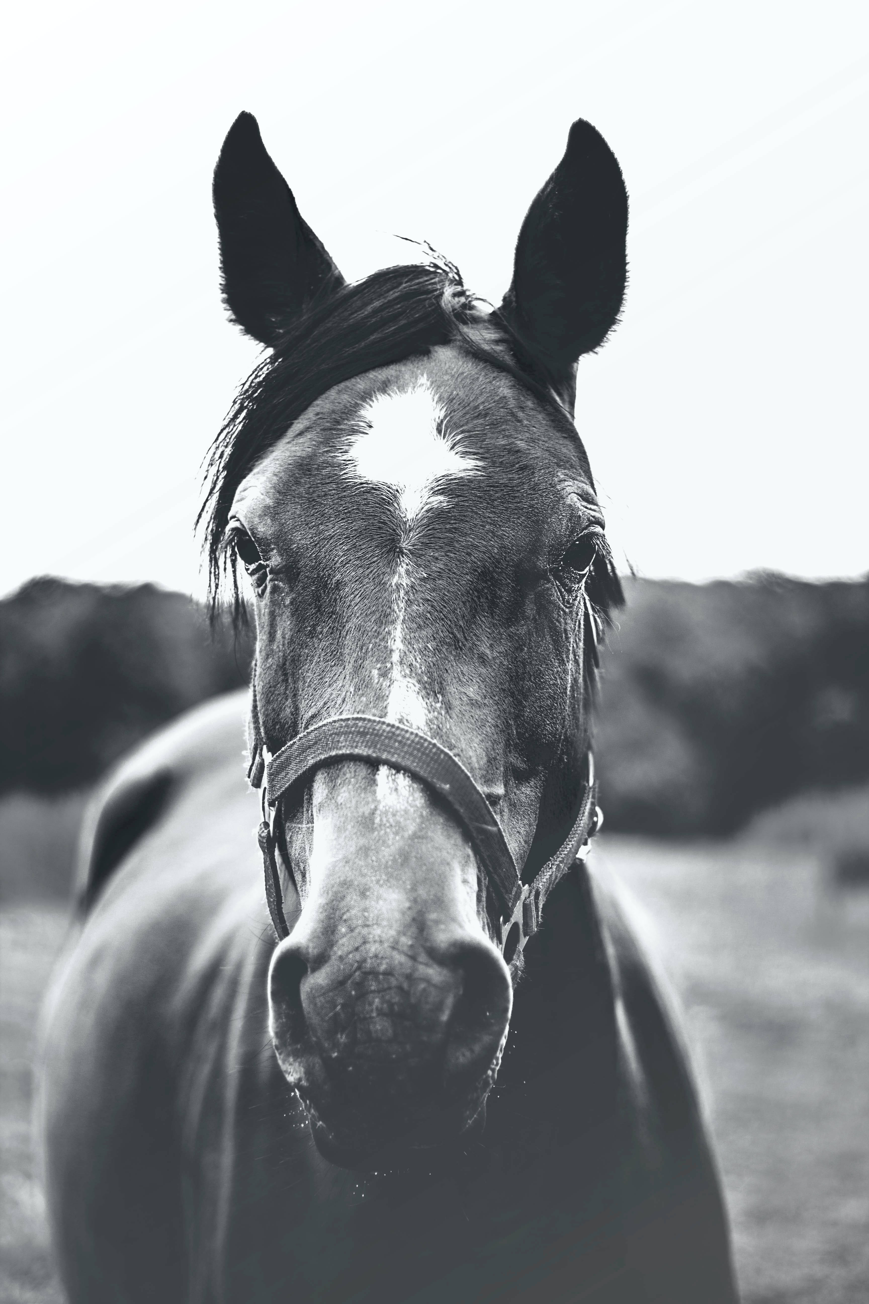 Monochrome Horse Face, black and white, horse's face, 5K Phone Wallpaper