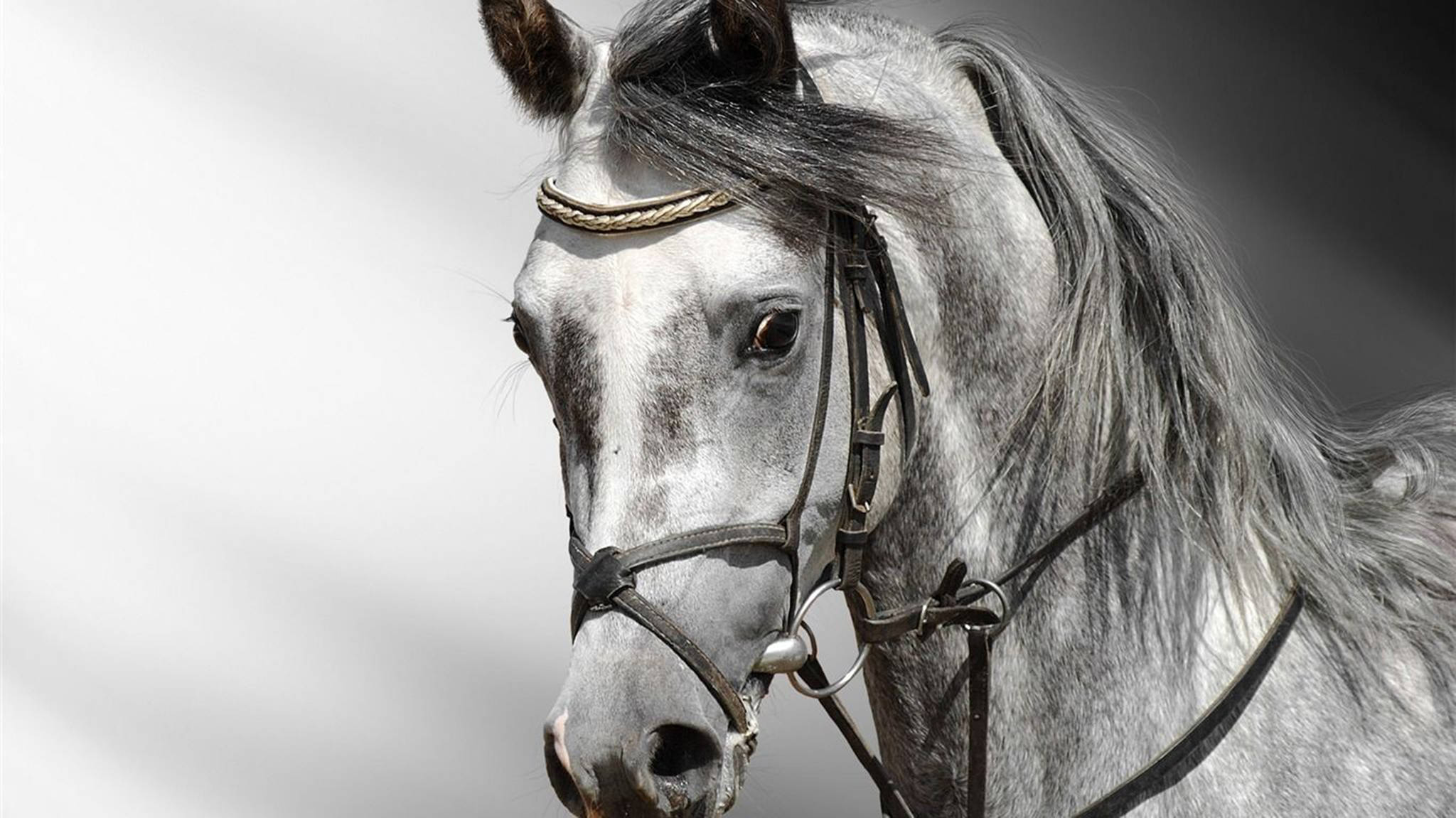 gray horse, braided browband, flowing mane, Full HD Desktop Wallpaper