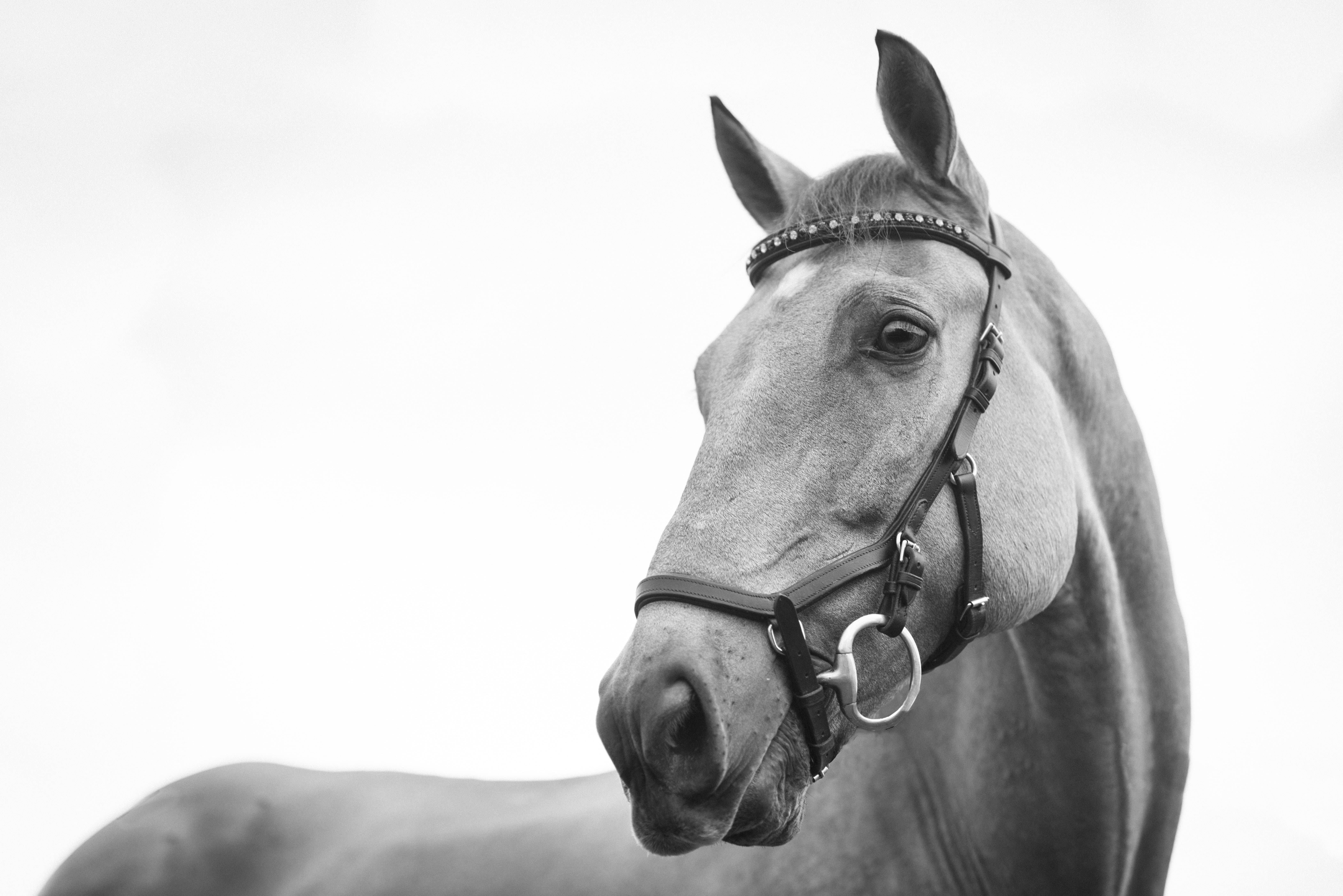 horse face, black and white, close-up, 5K Desktop Wallpaper