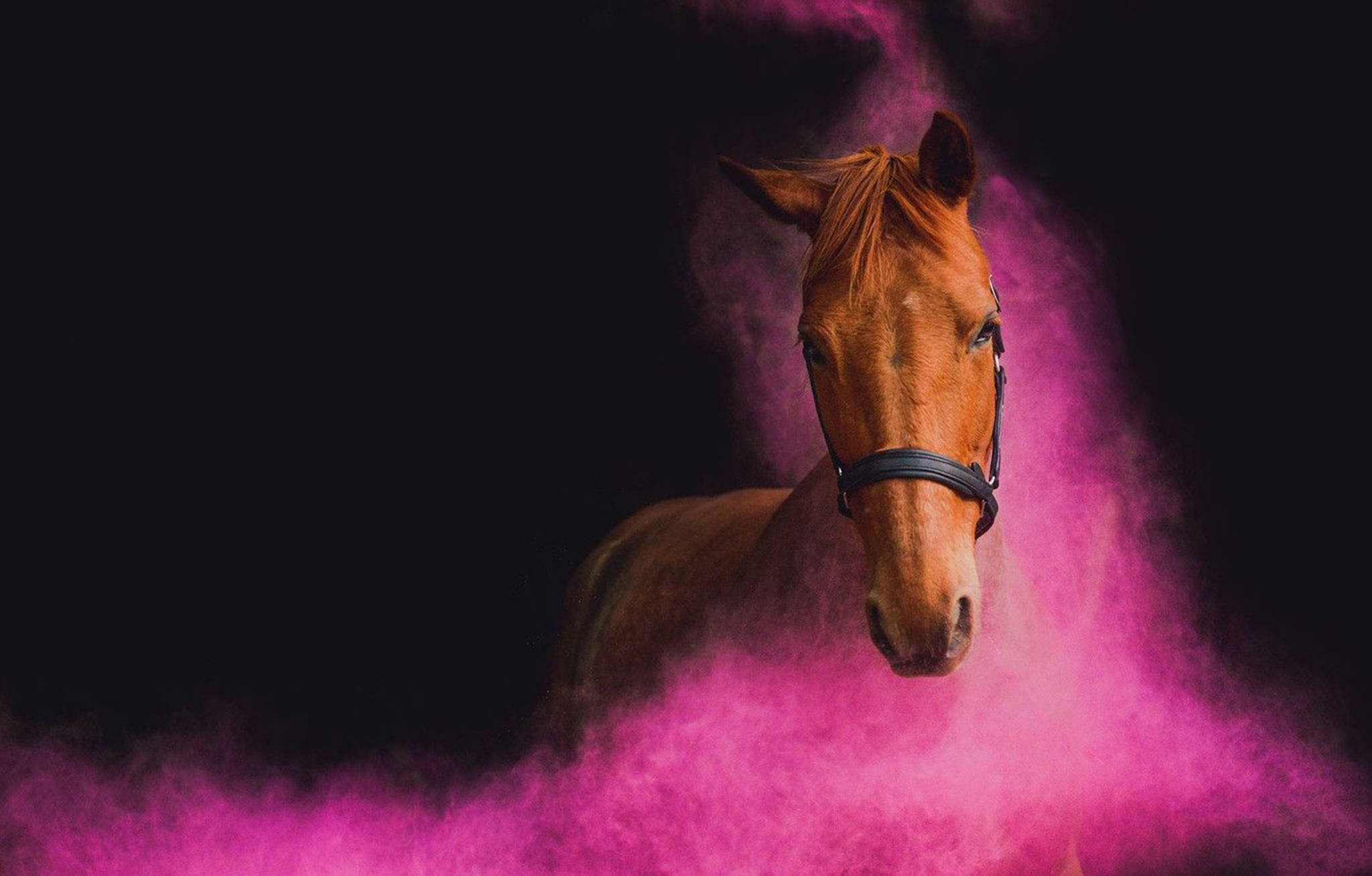 Pink Horse Face, chestnut horse, vibrant pink powder, Full HD Desktop Wallpaper