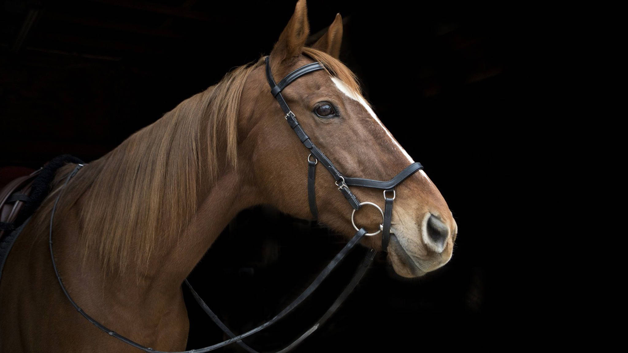 bay horse face, chestnut horse, white blaze, Full HD Desktop Wallpaper
