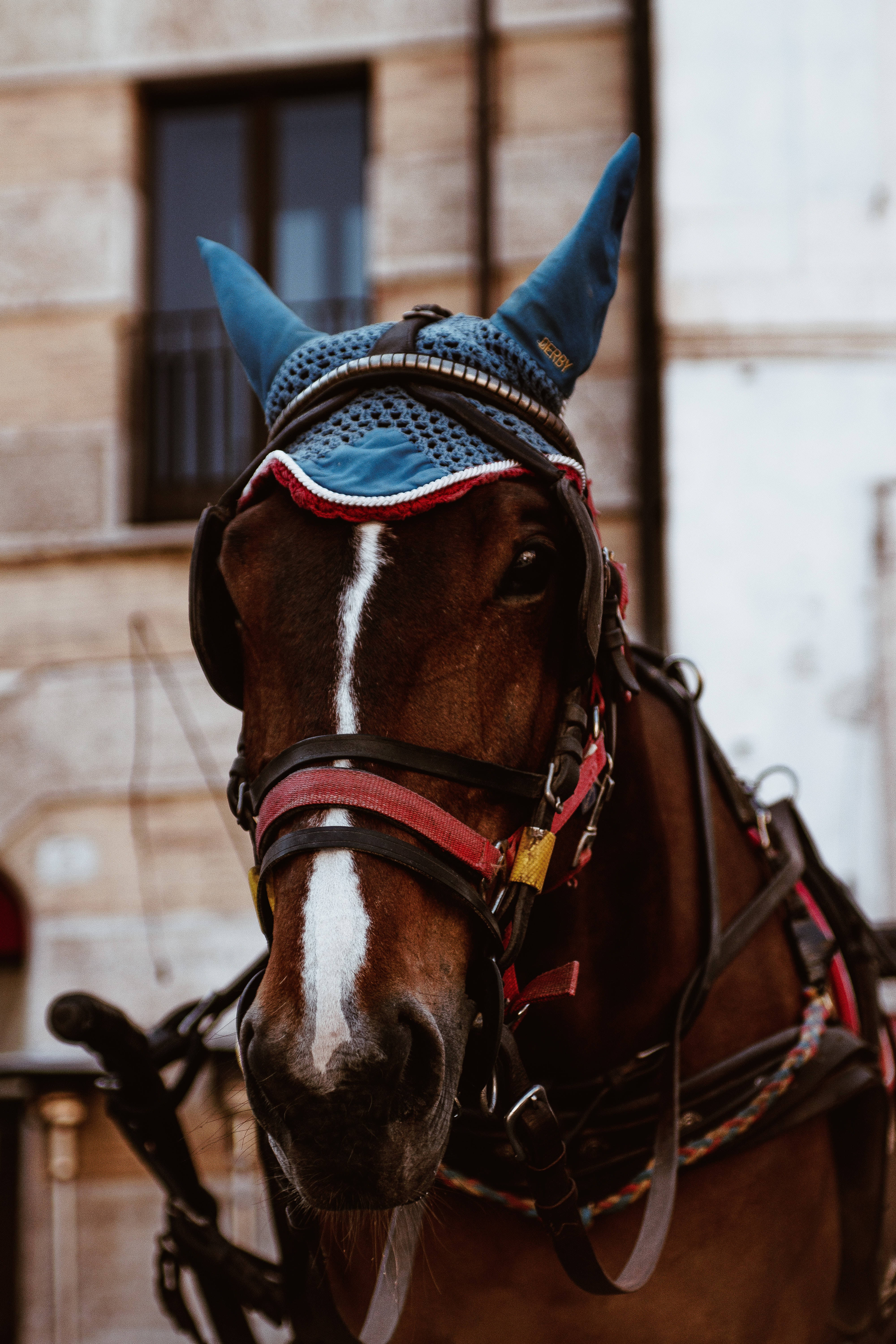 Horse Face, crochet hat, blue protective hood, 5K Phone Wallpaper